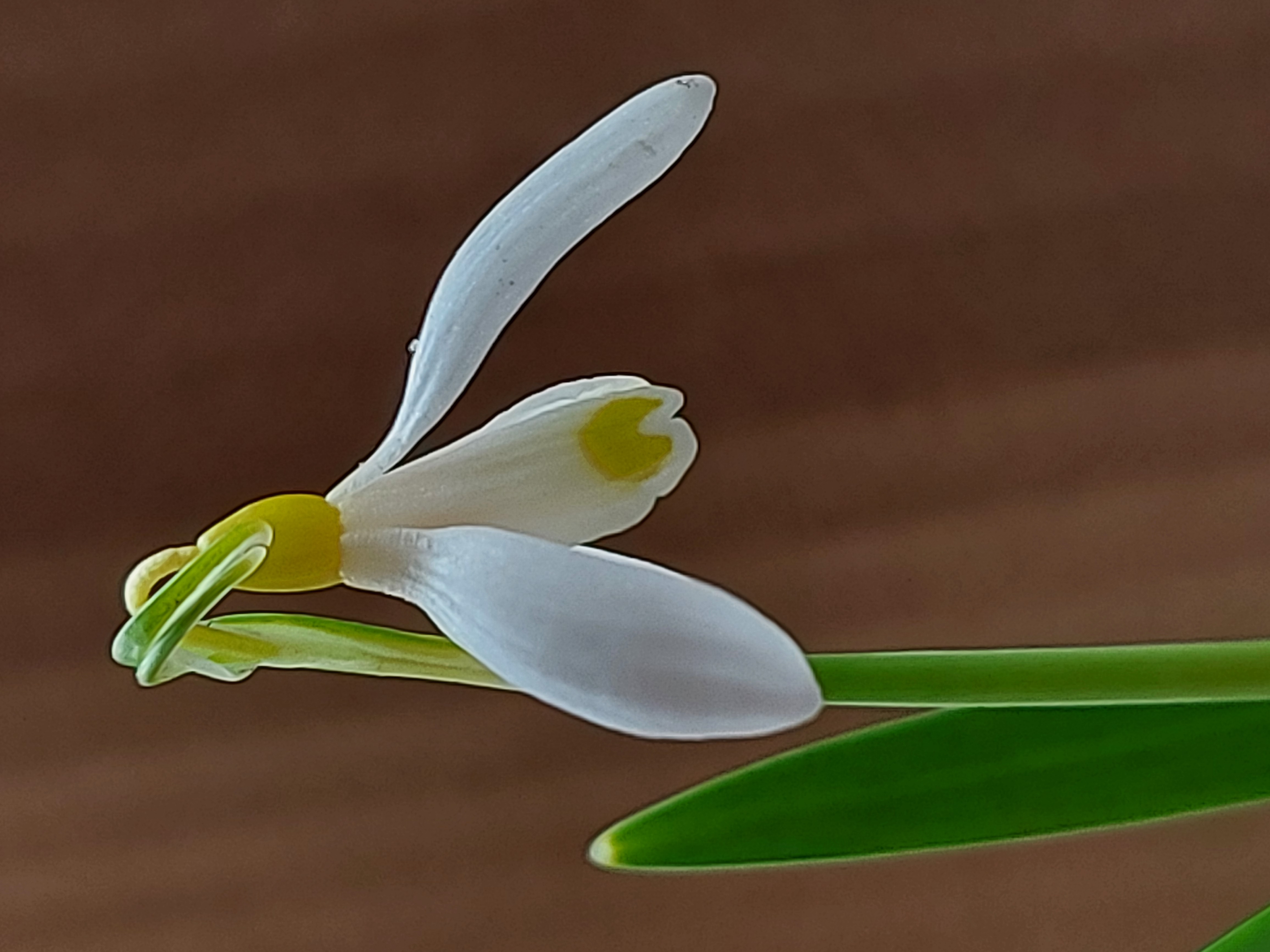 Galanthus Netherhall Yellow