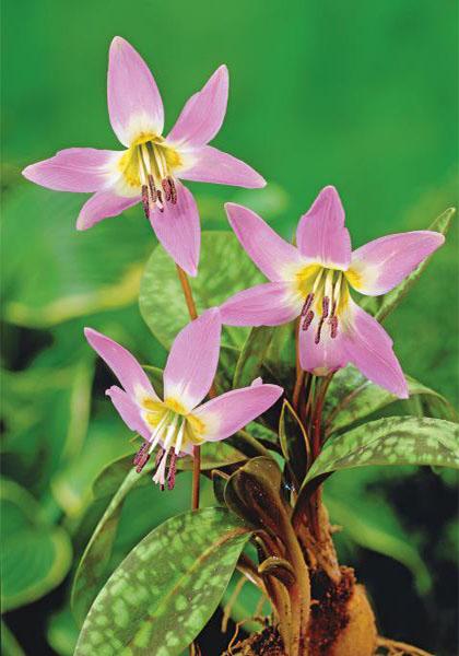 Erythronium dens-canis Rose Queen
