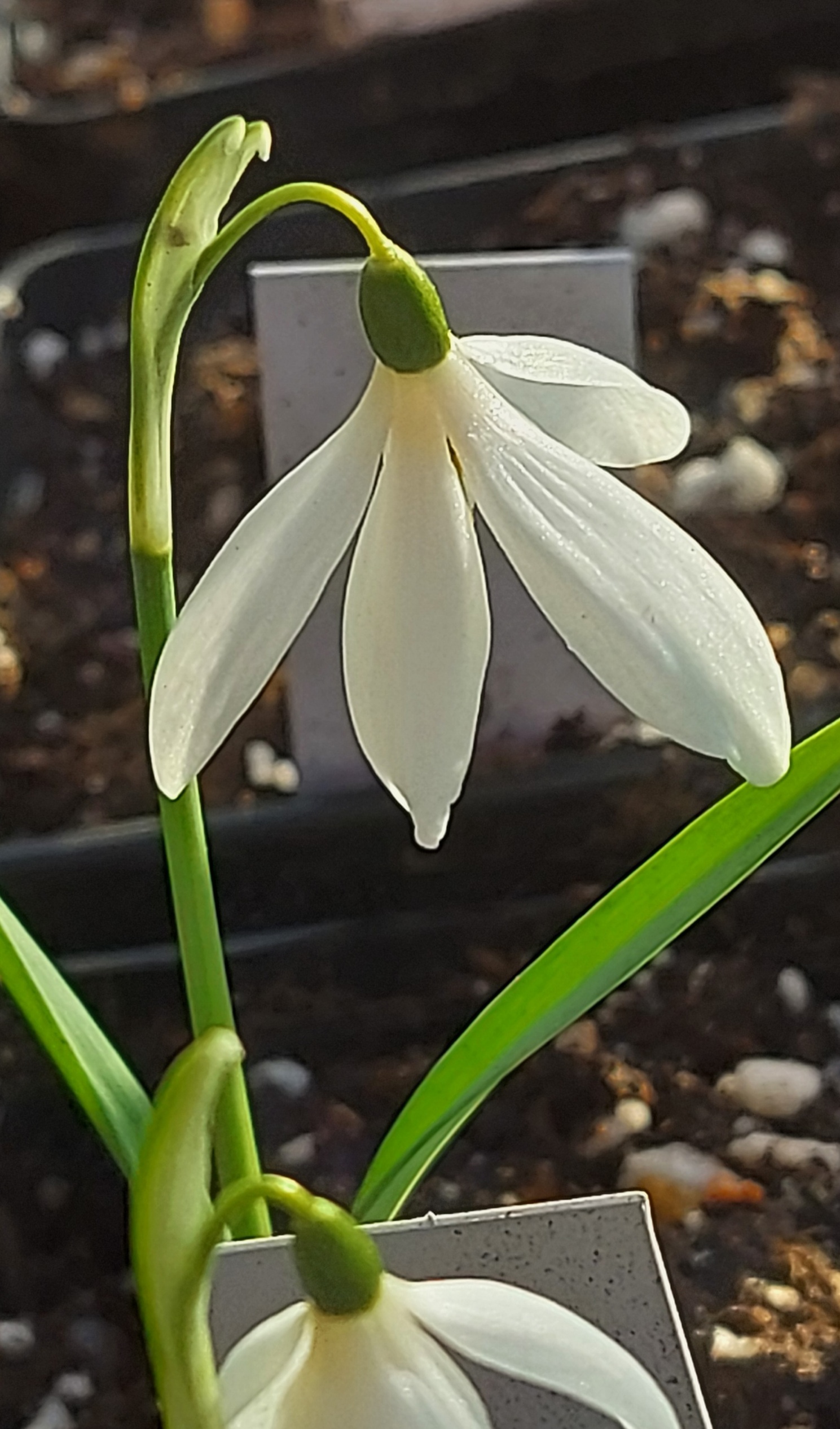Galanthus Moreton Mill