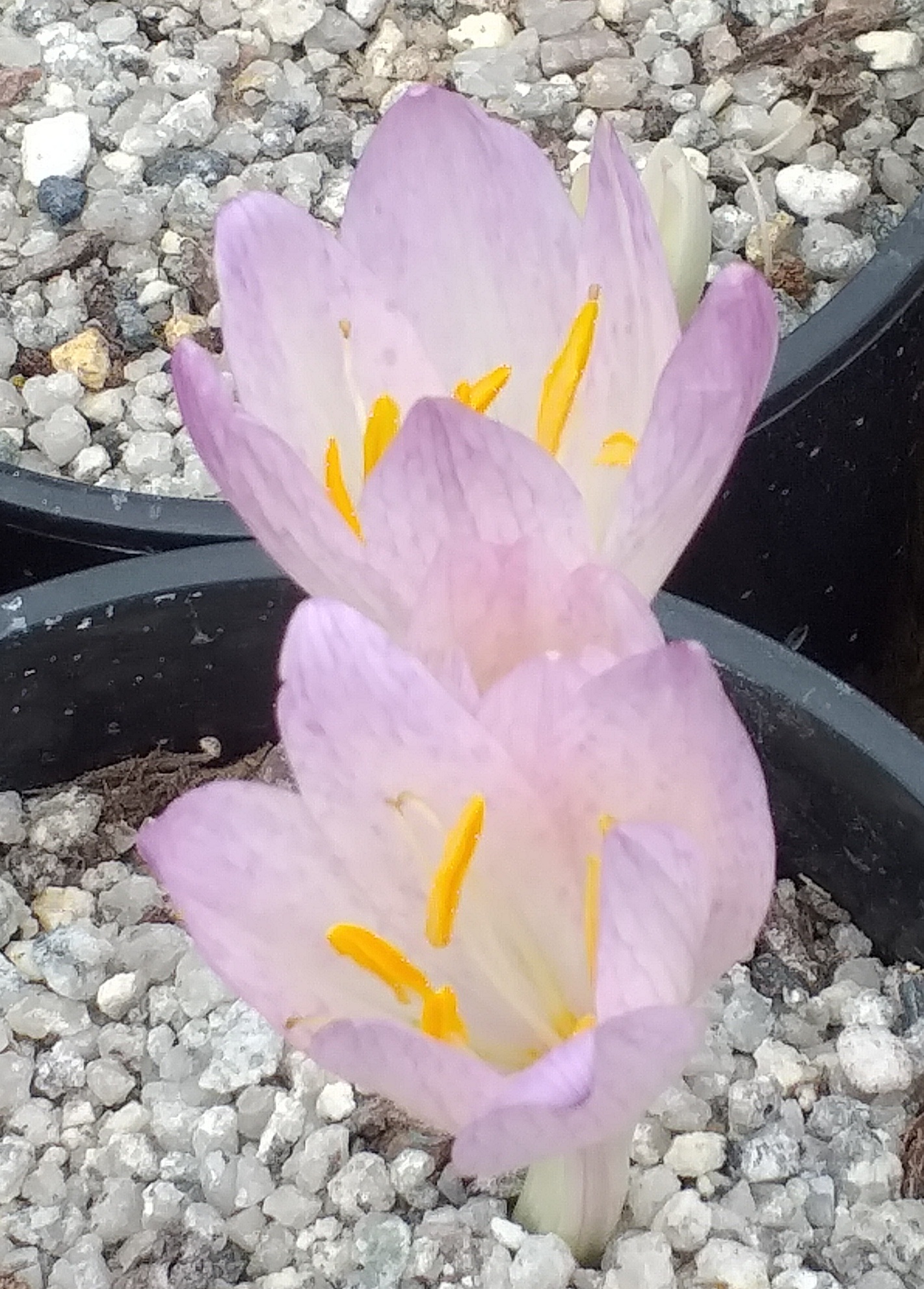 Colchicum davisii