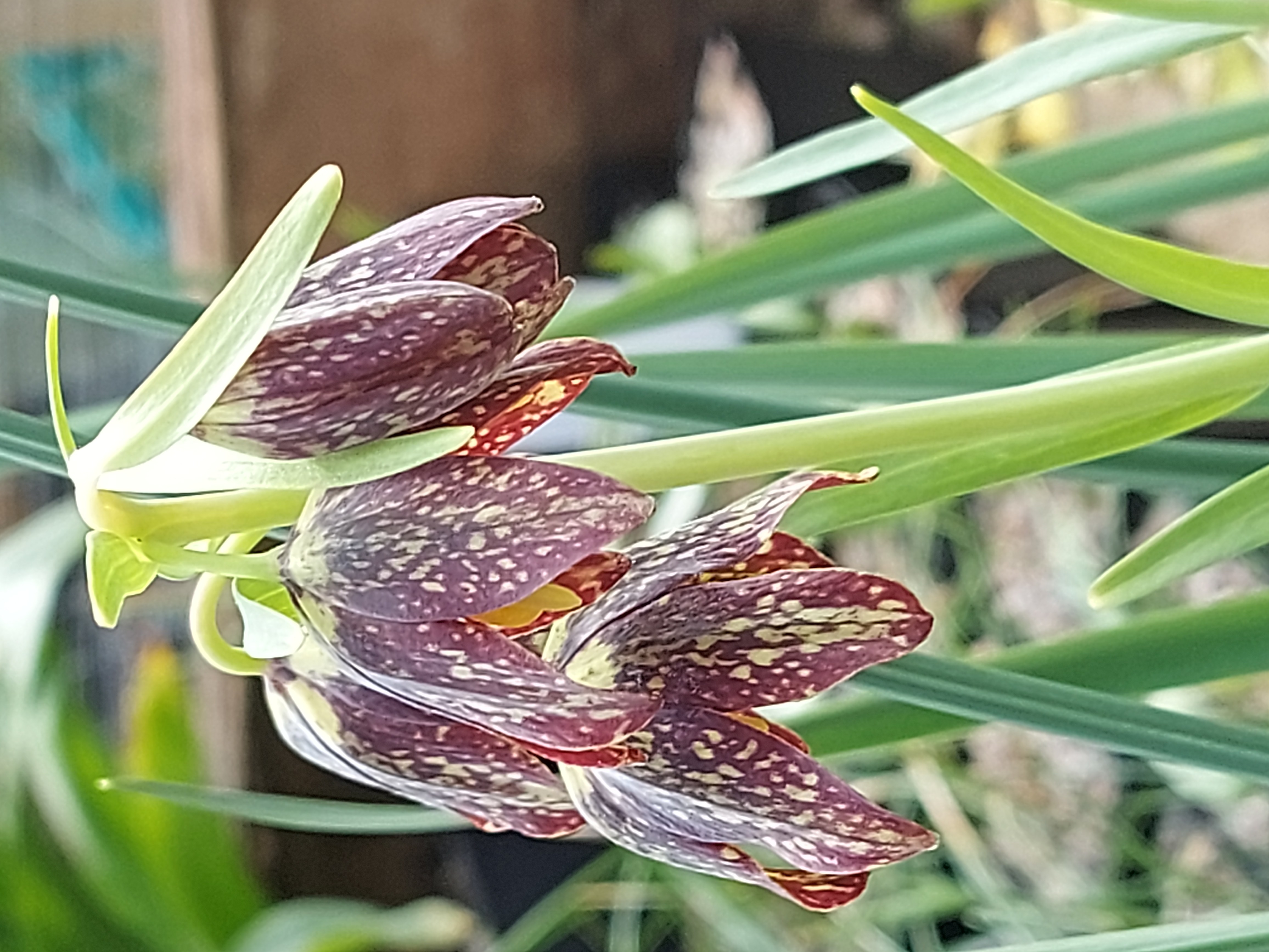 Fritillaria affinis
