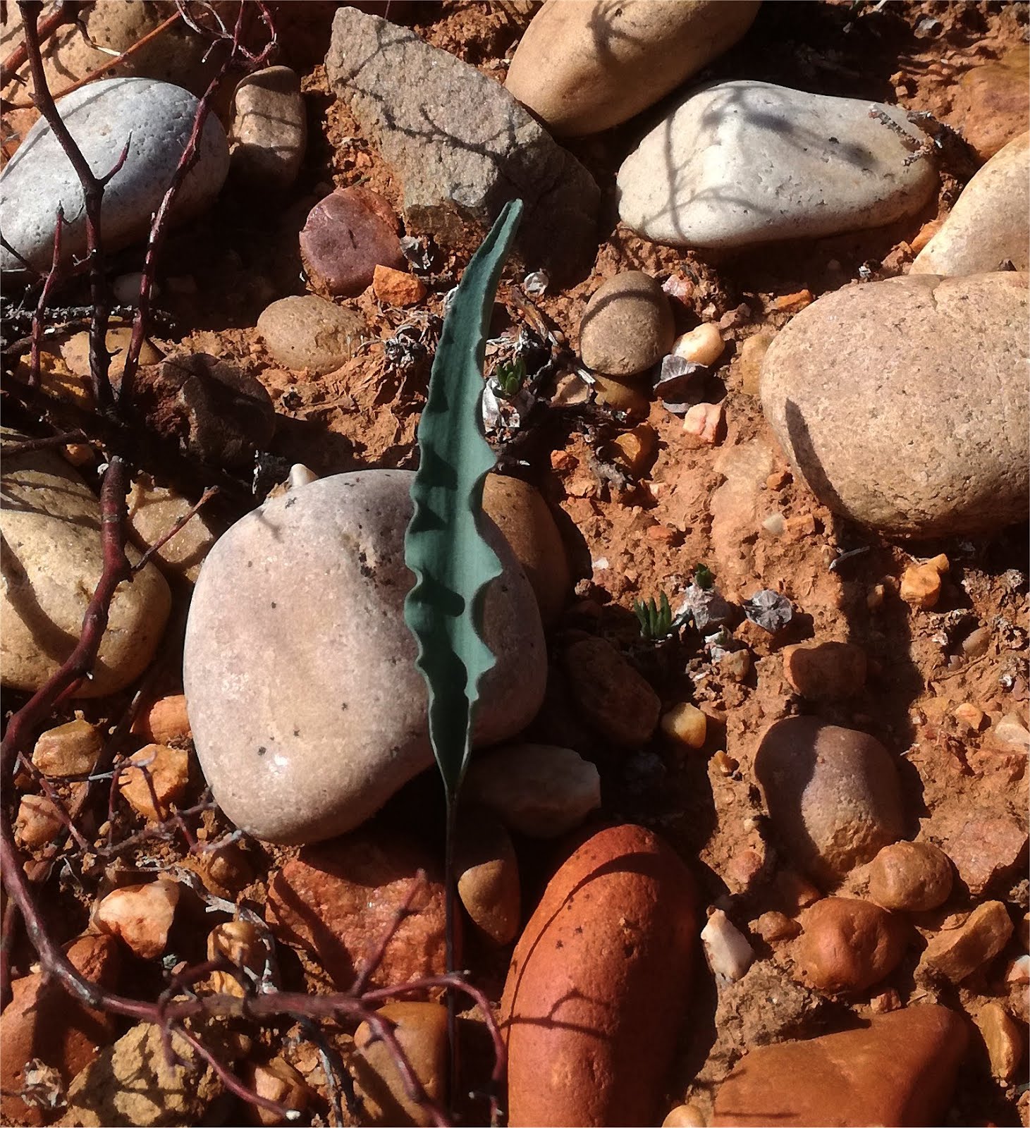 Eriospermum aequilibre