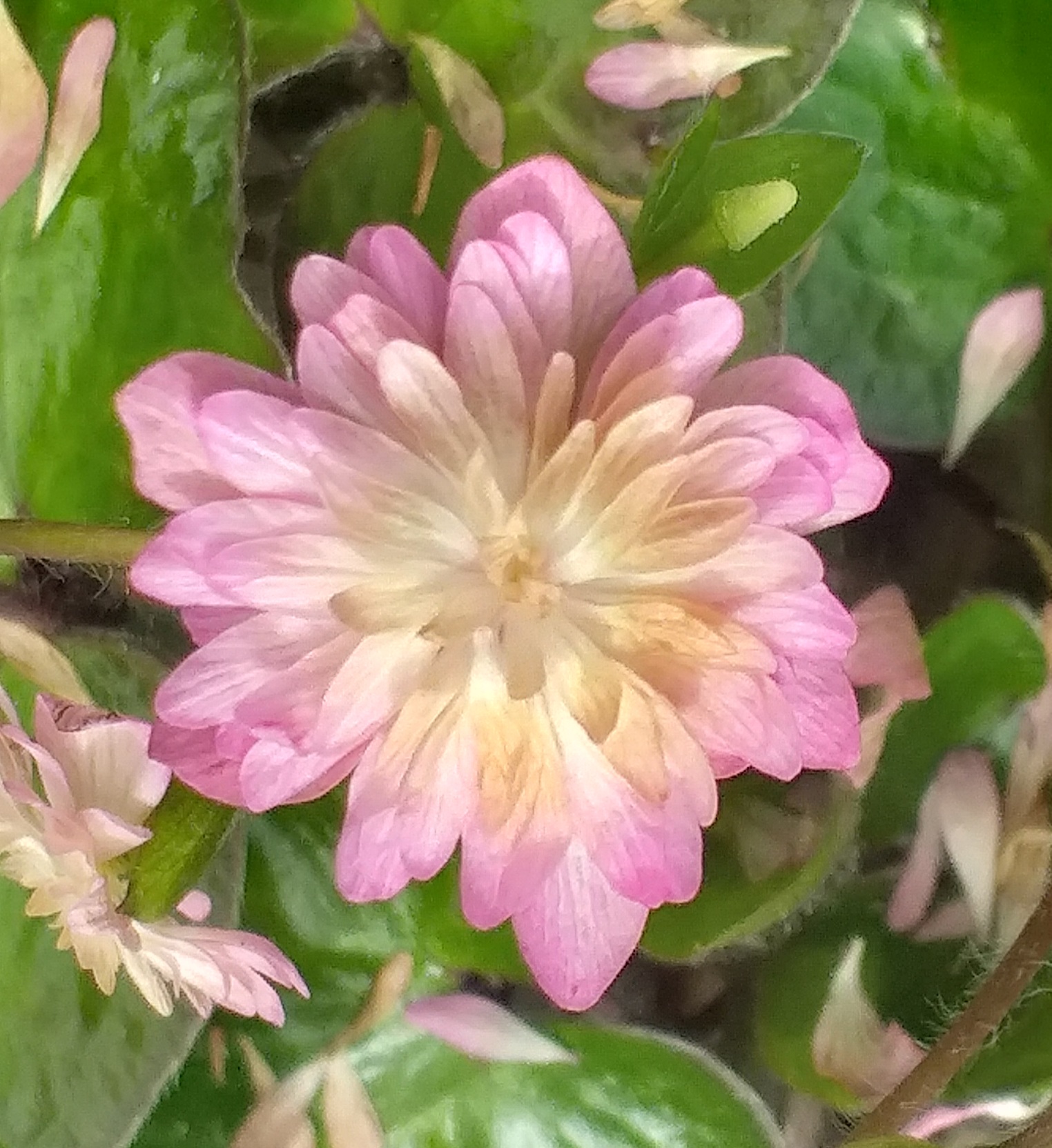 Hepatica japonica Harumonogatari