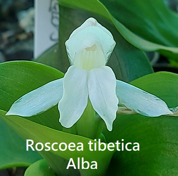 Roscoea tibetica Alba