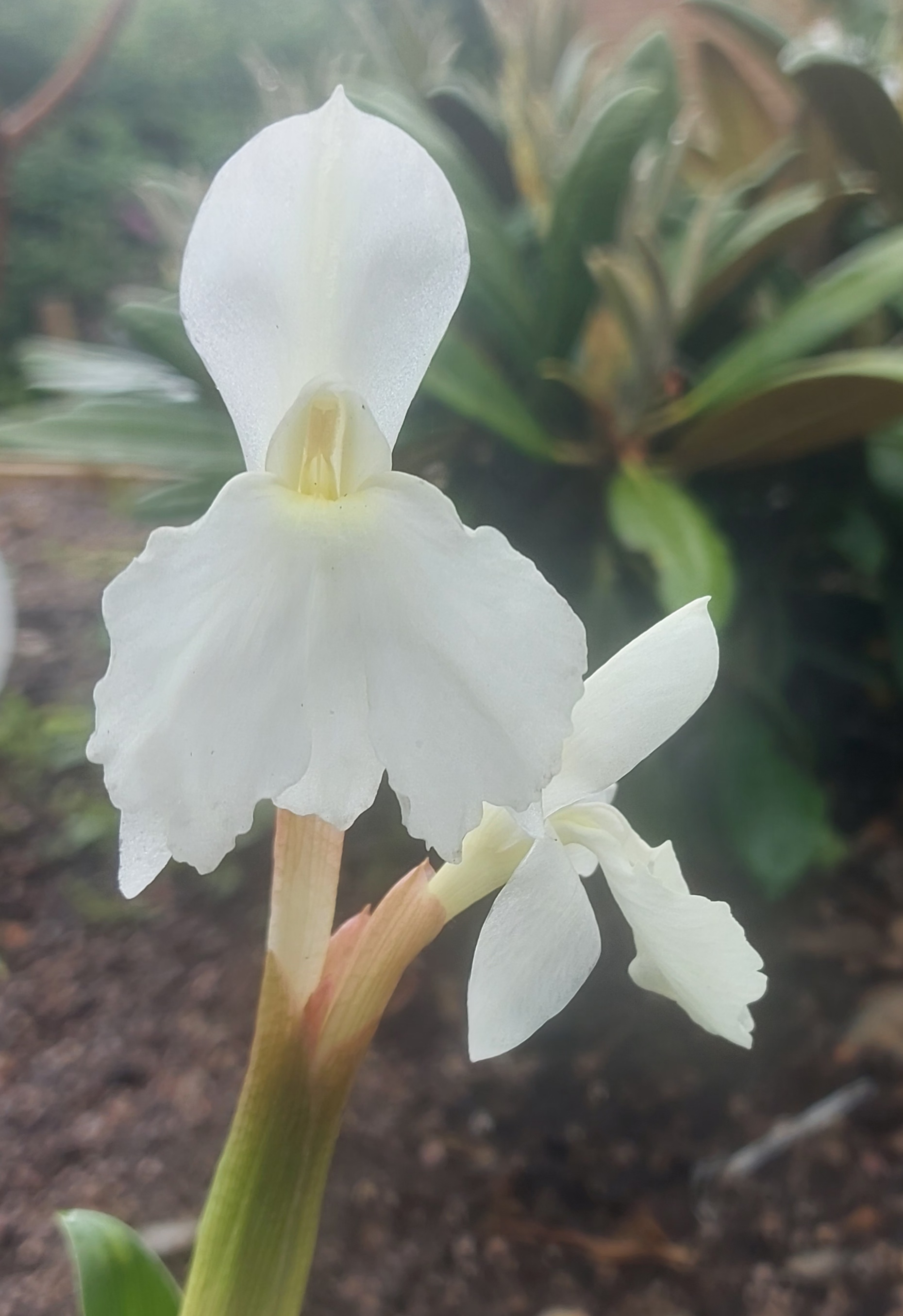 Roscoea Snow Goose