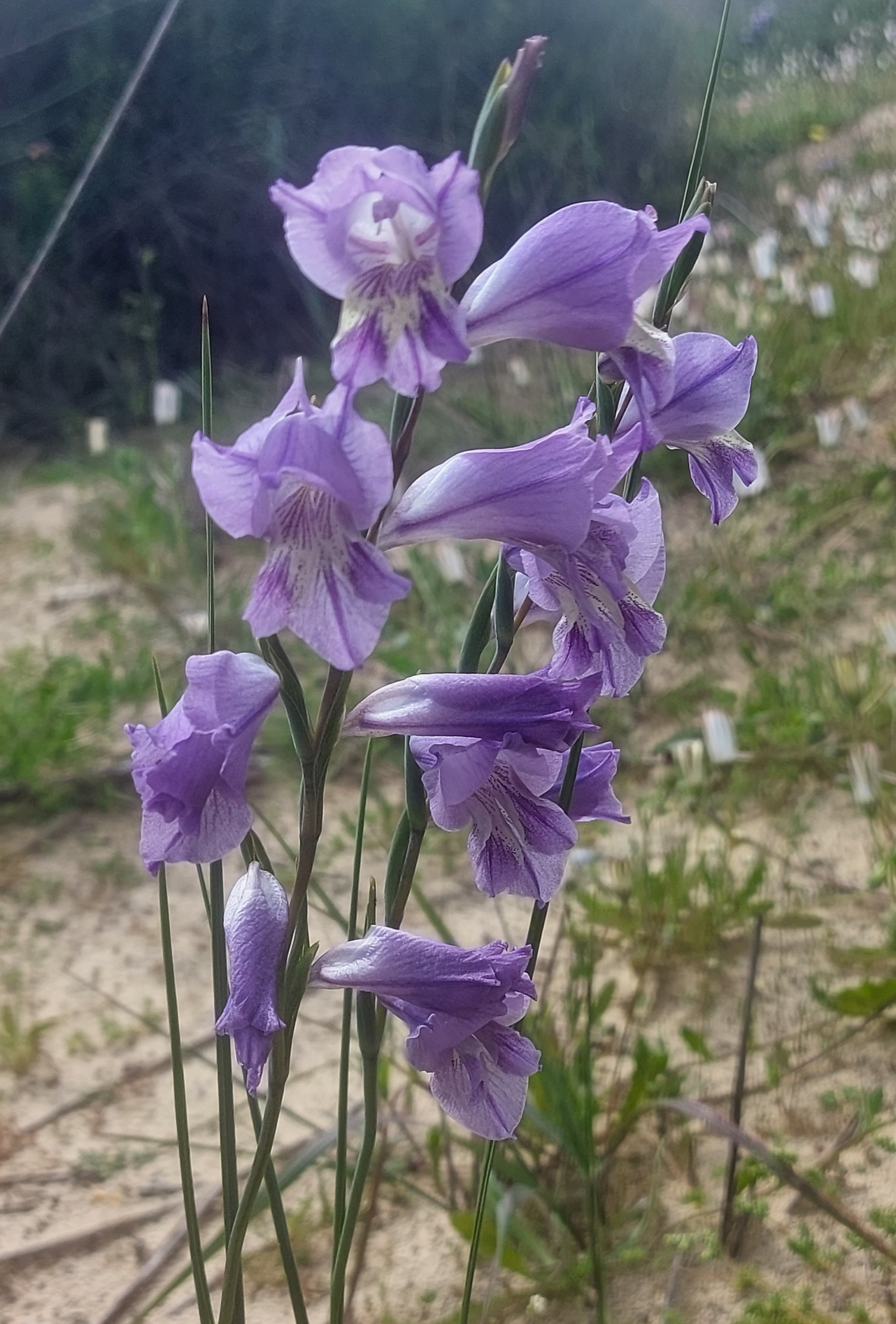 Gladiolus caeruleus