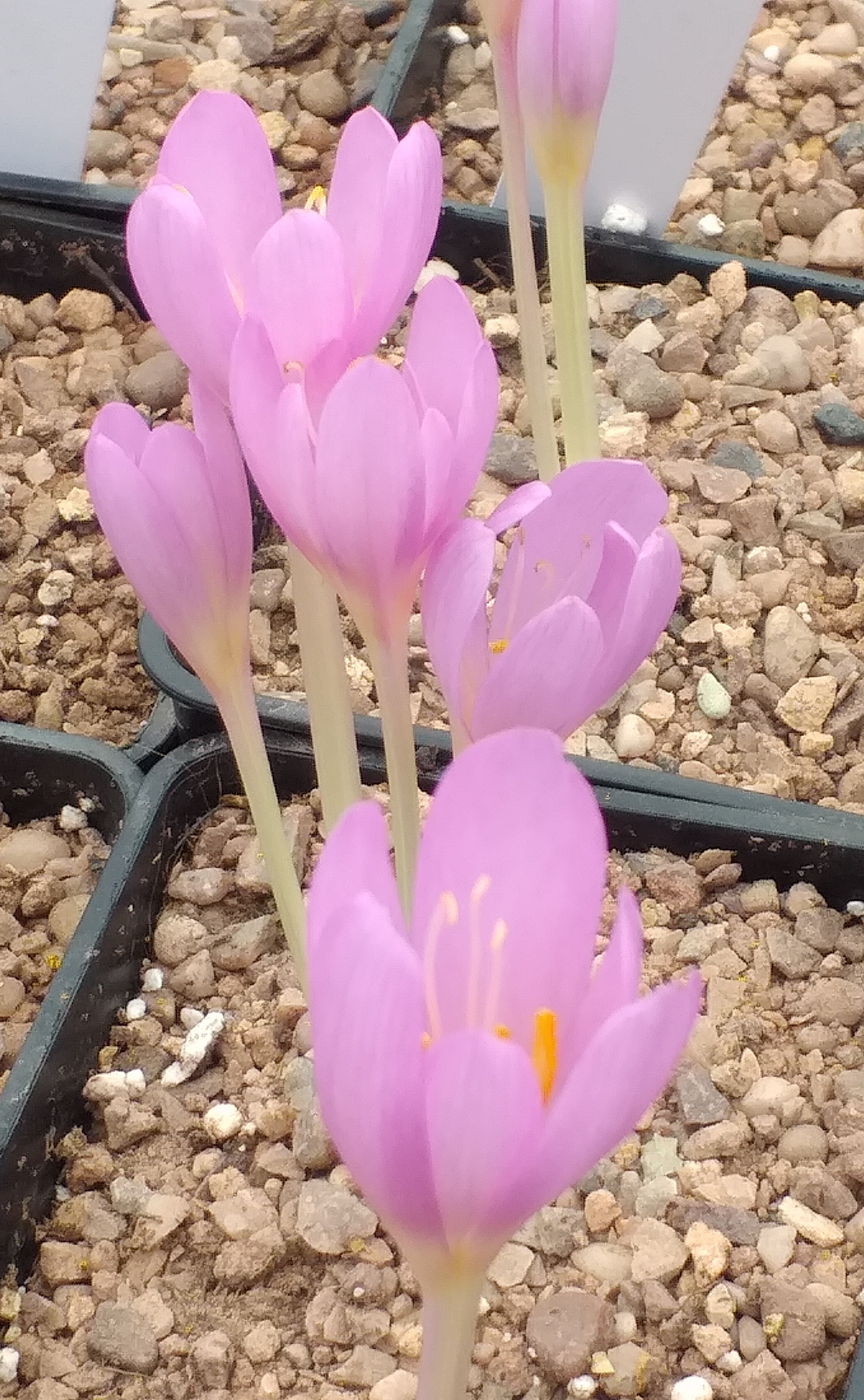 Colchicum laetum