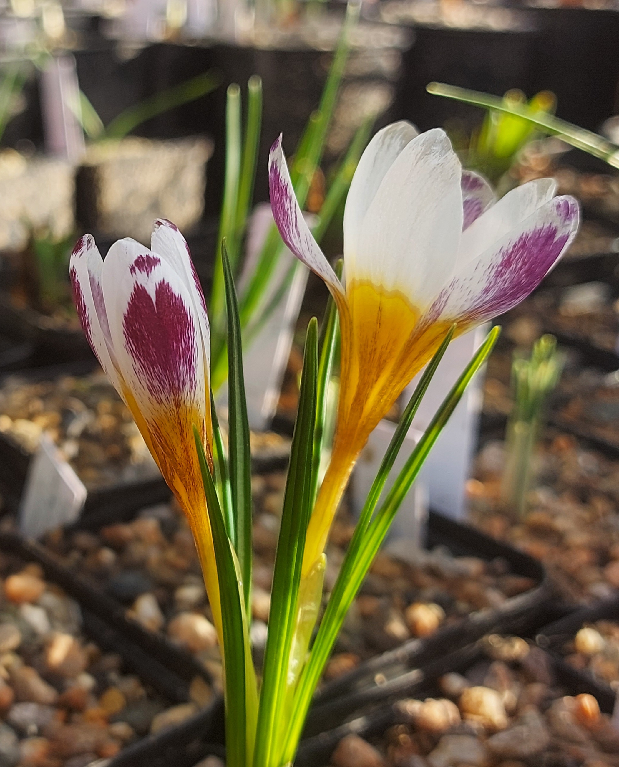 Crocus sieberi Omalos
