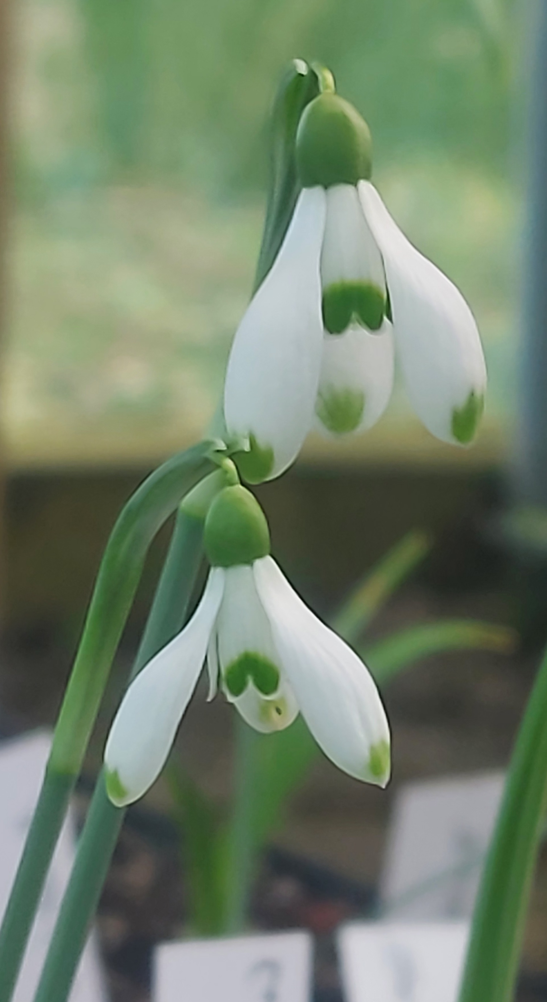 Galanthus Mojito
