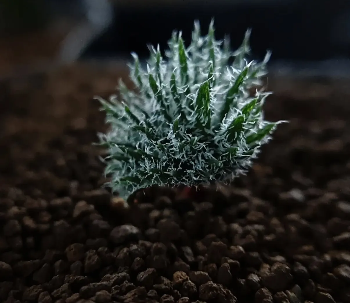 Eriospermum cervicorne