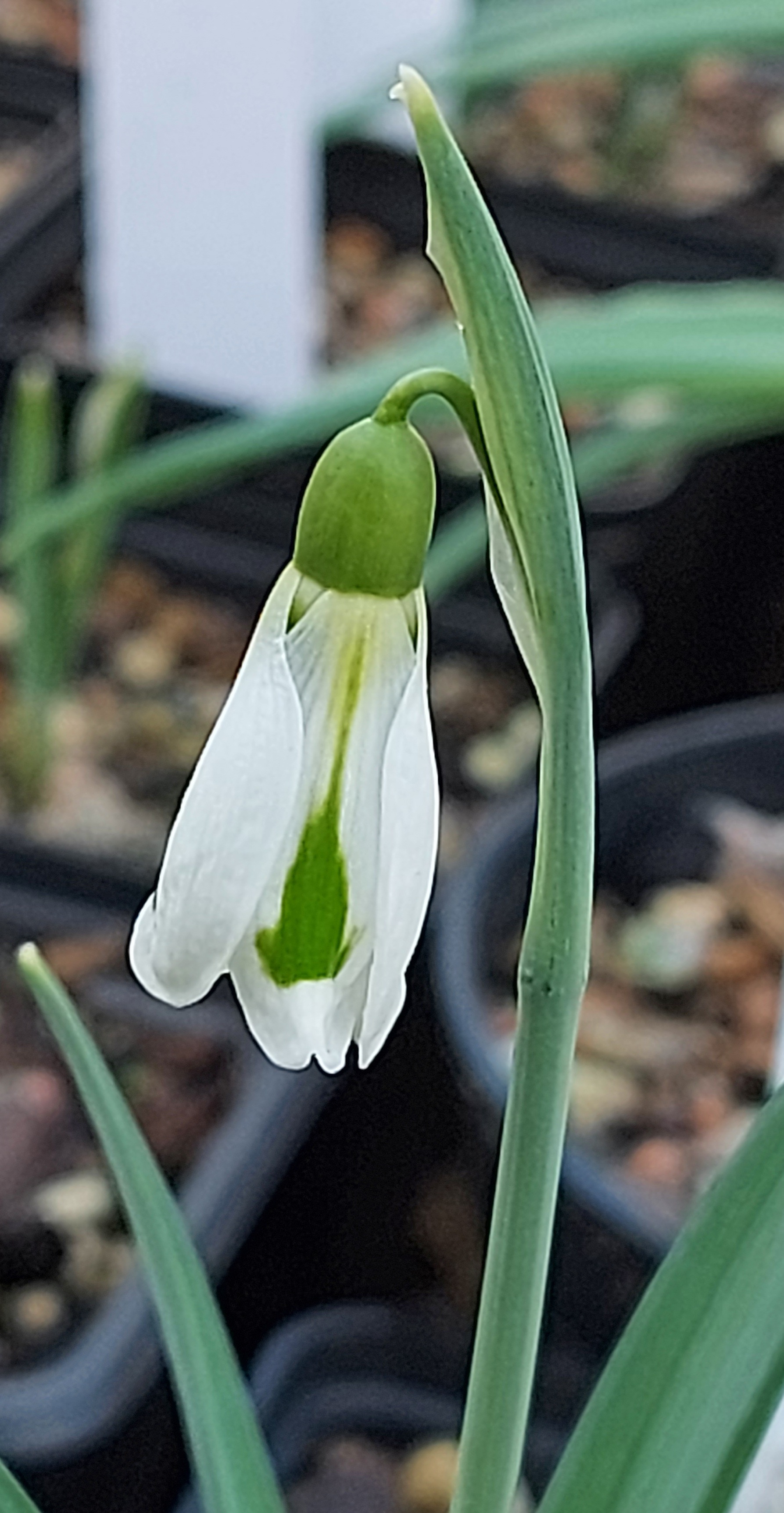Galanthus Flame