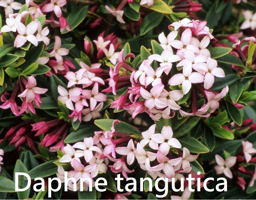 Daphne tangutica