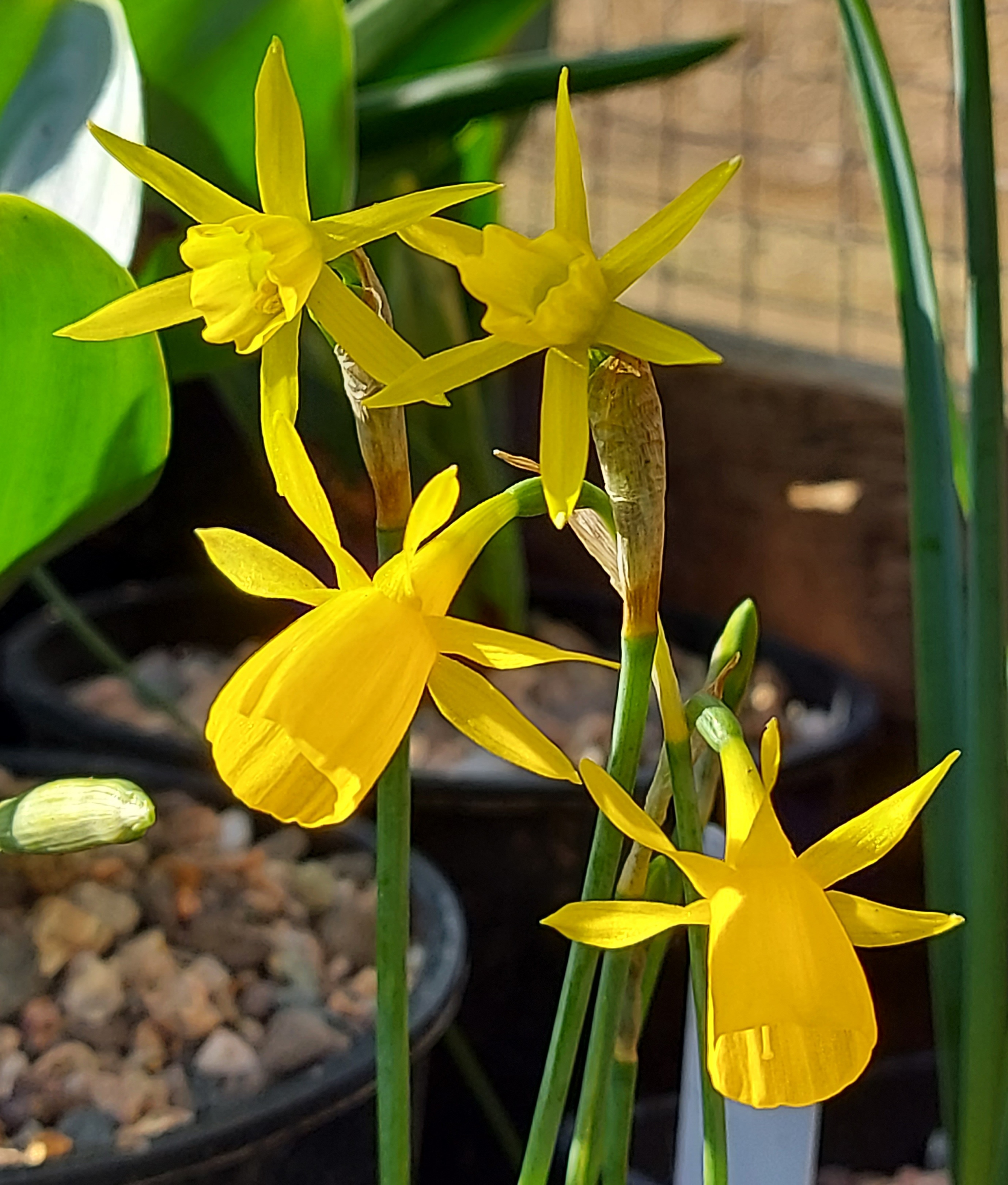 Narcissus Propeller Group