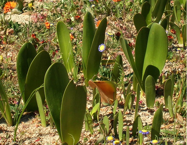 Haemanthus amarylloides ssp polyanthus