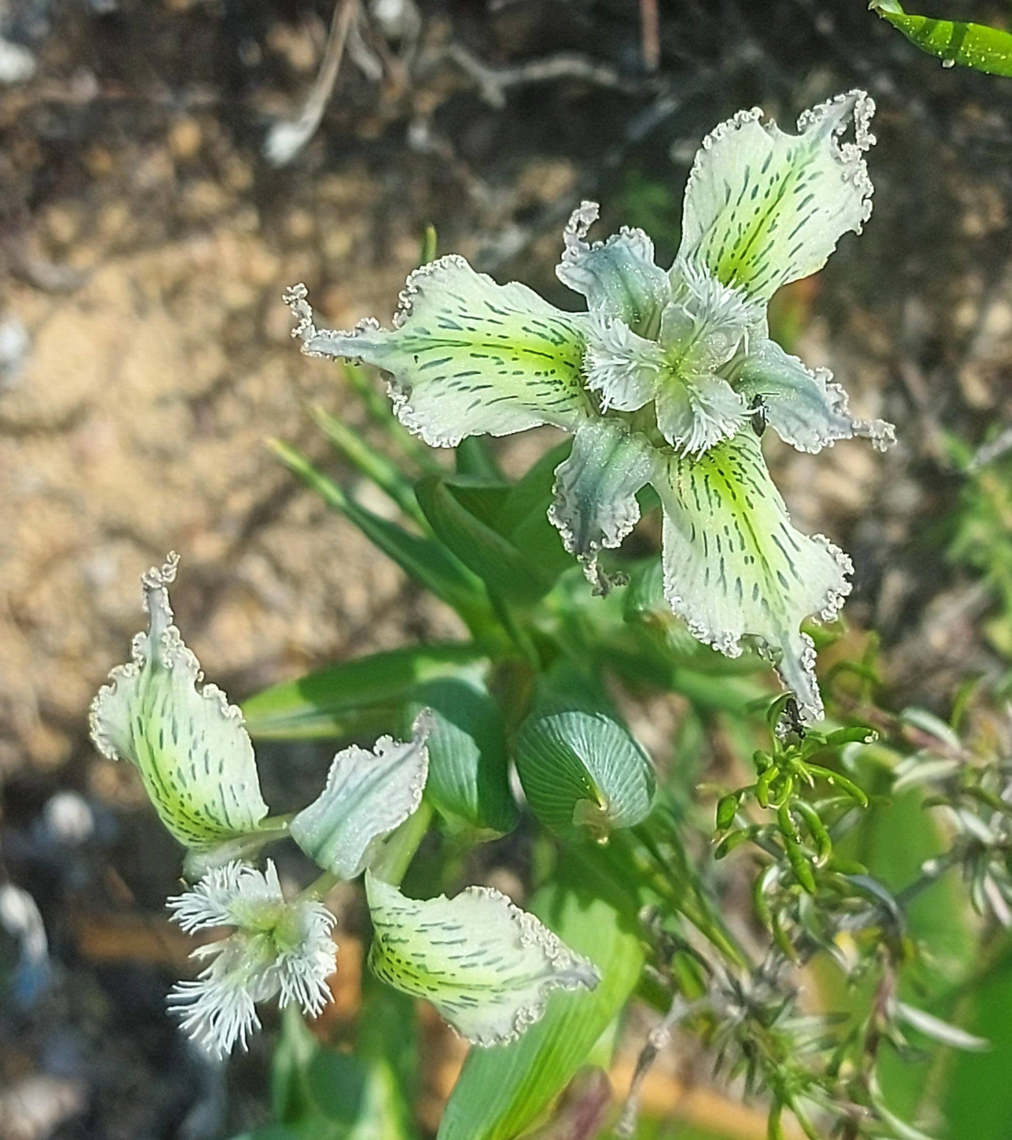 Ferraria ferrariola