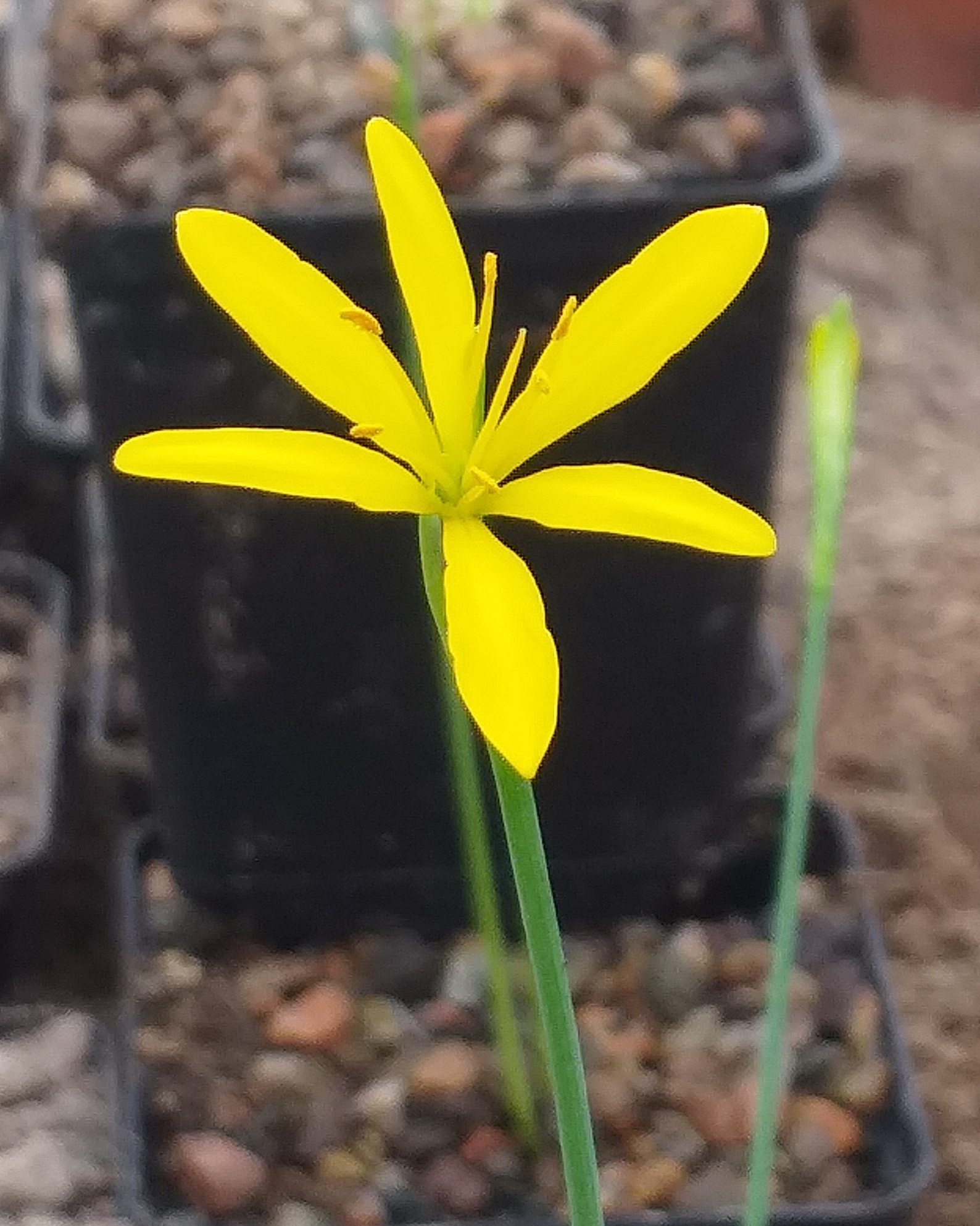 Narcissus cavanilesii