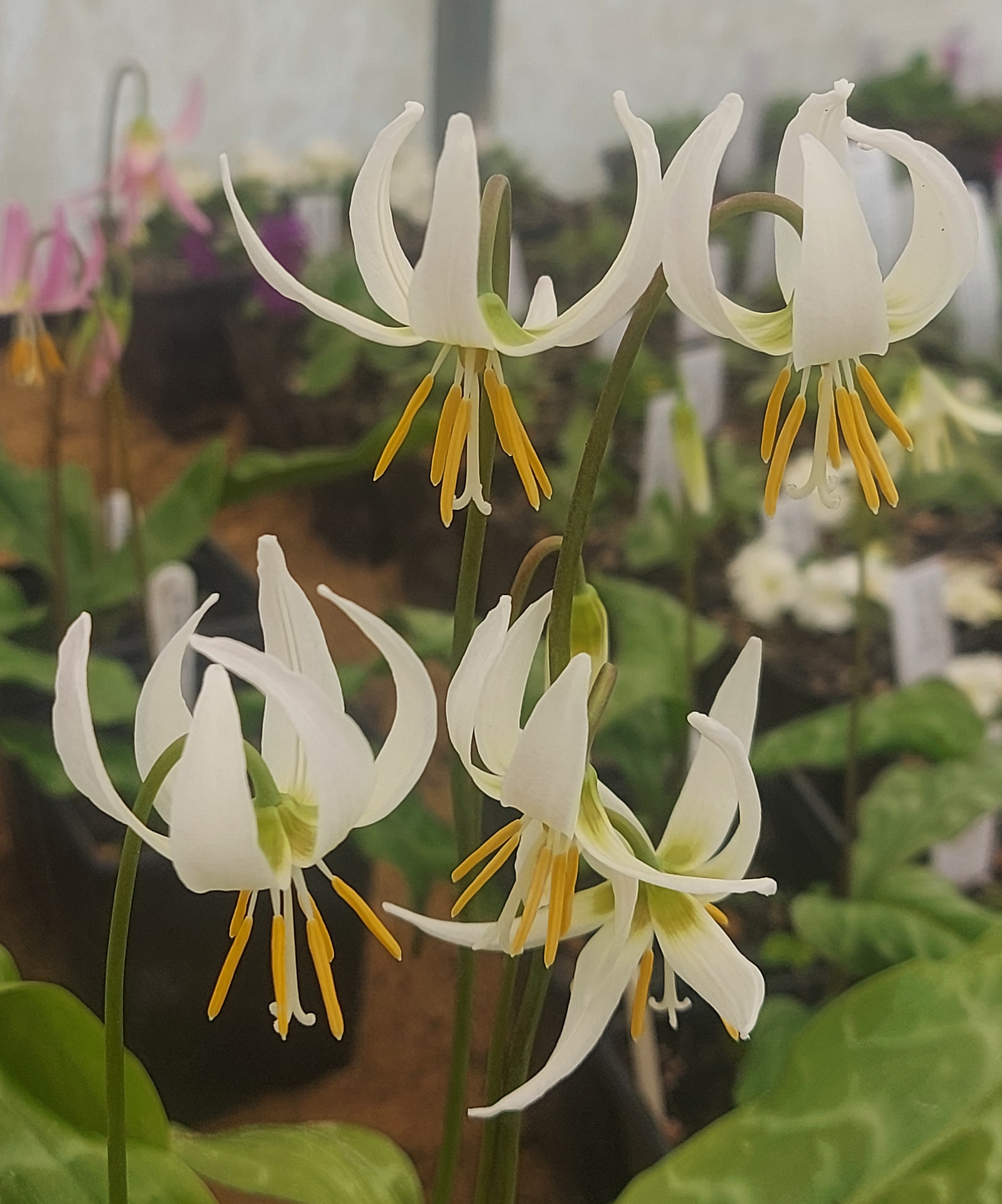Erythronium Apple Blossom