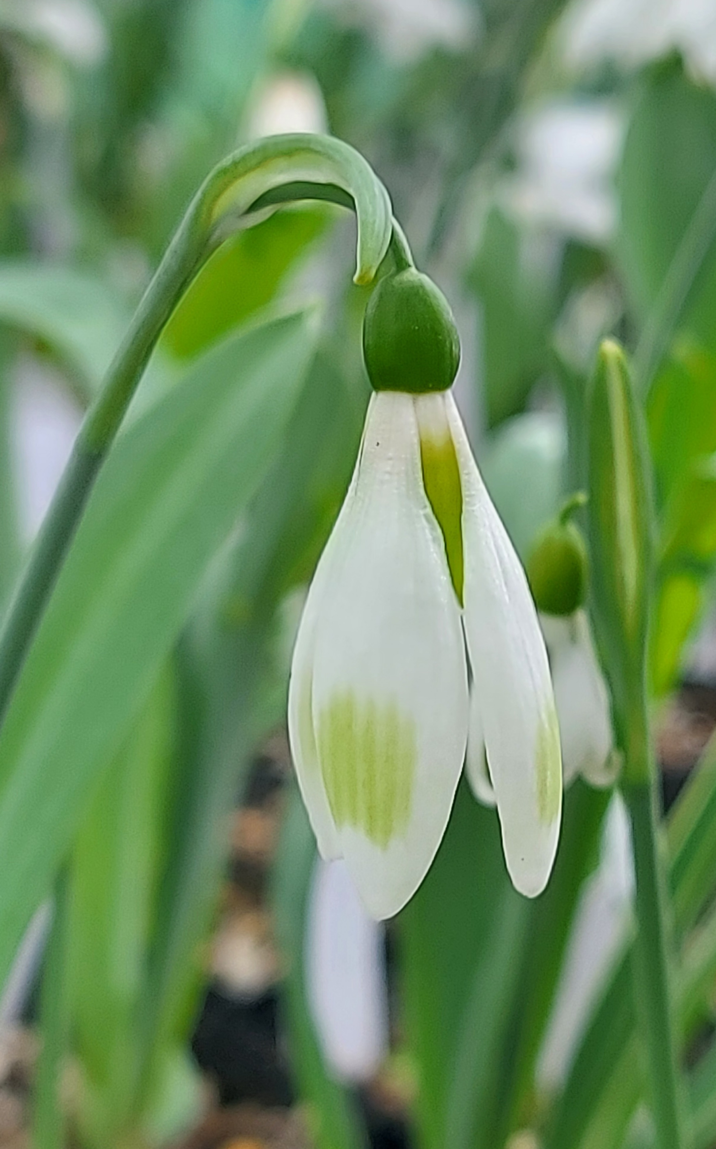 Galanthus Moyas Green