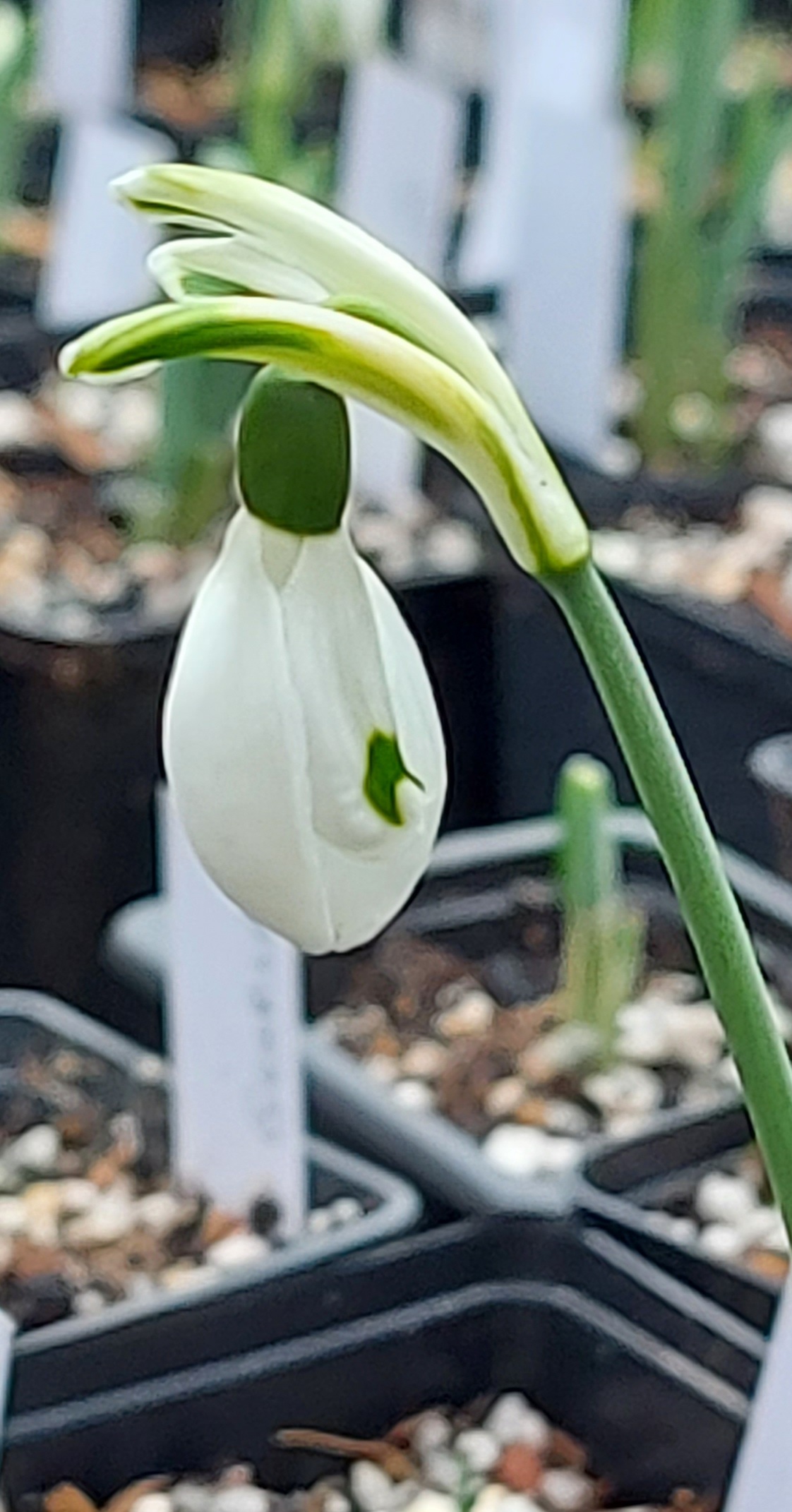 Galanthus Curse of the Were Rabbit