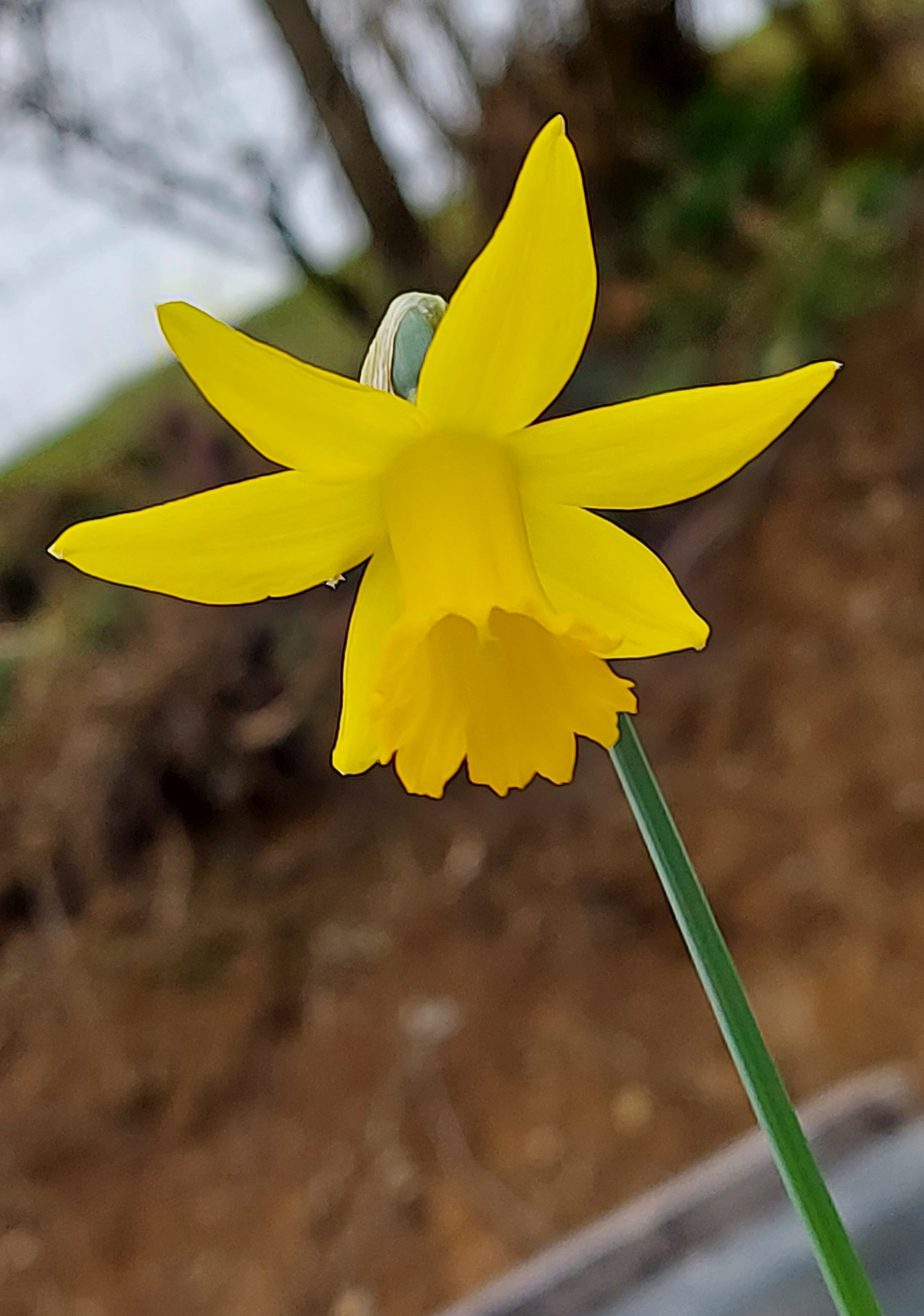 Narcissus Fairy Gold