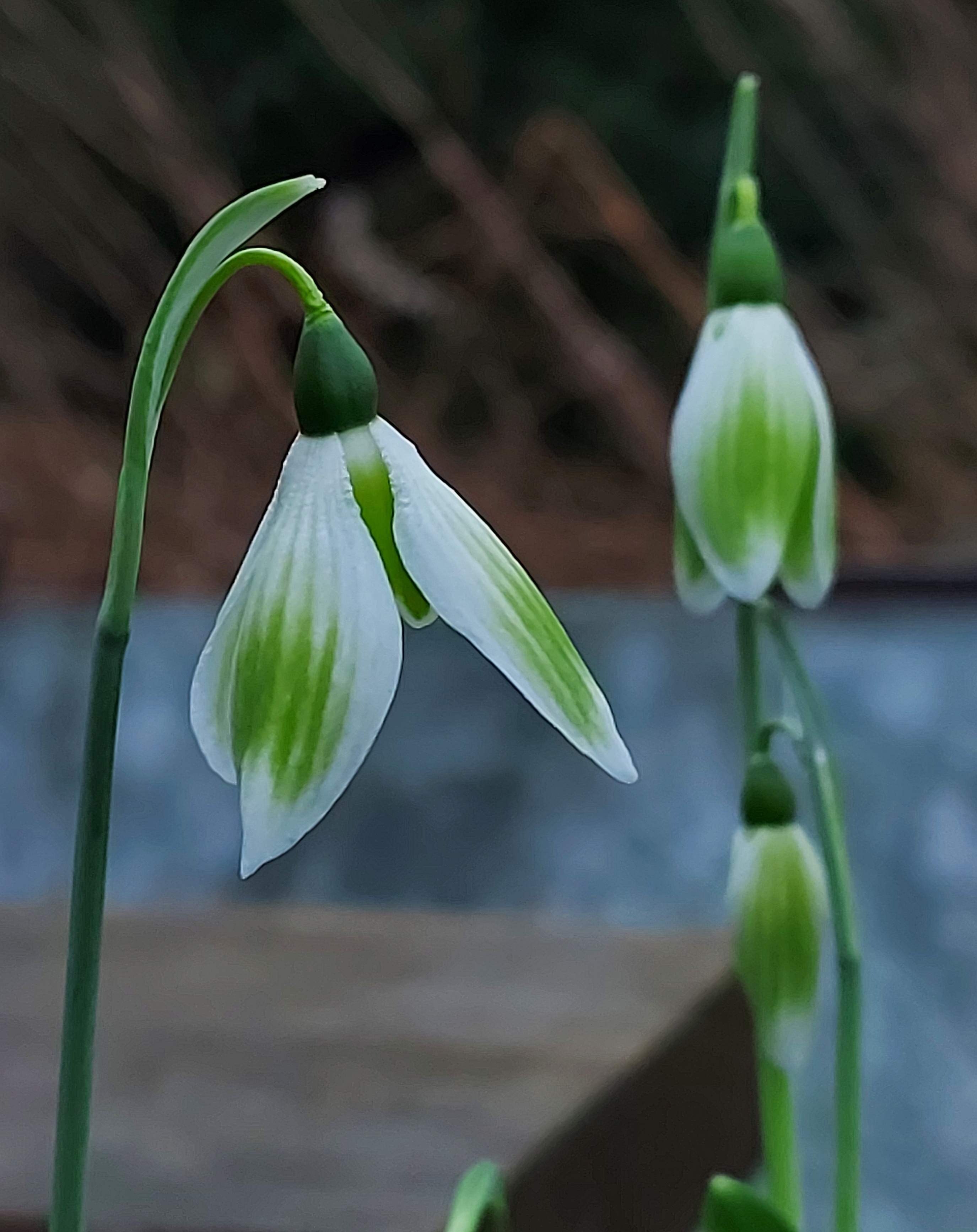 Galanthus Kryptonite