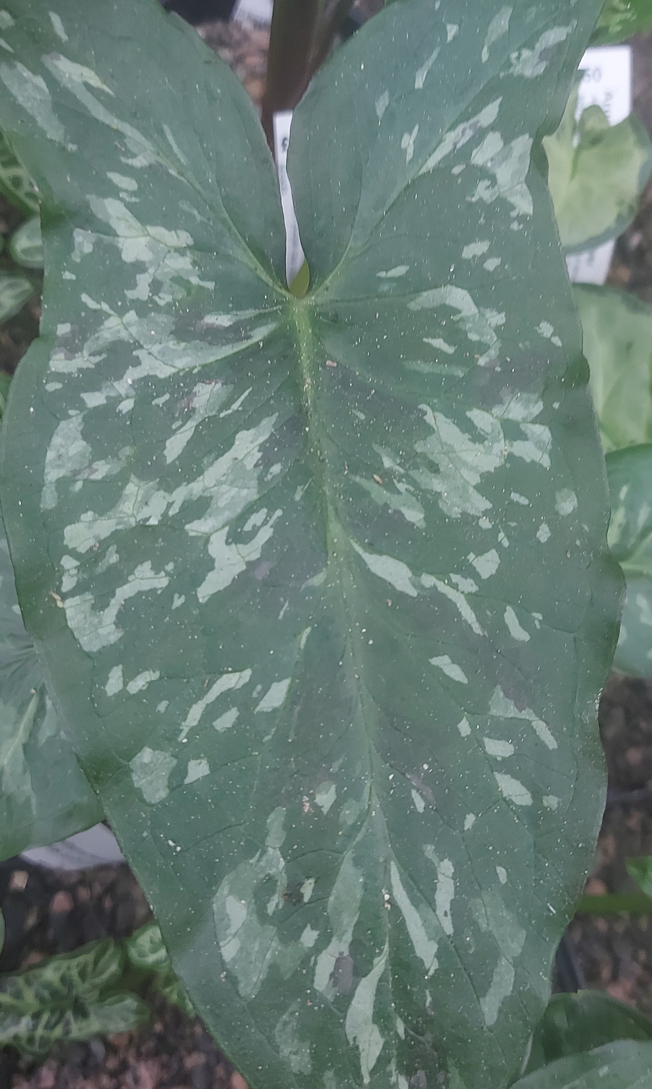 Arum concinnatum Mt Ida Form