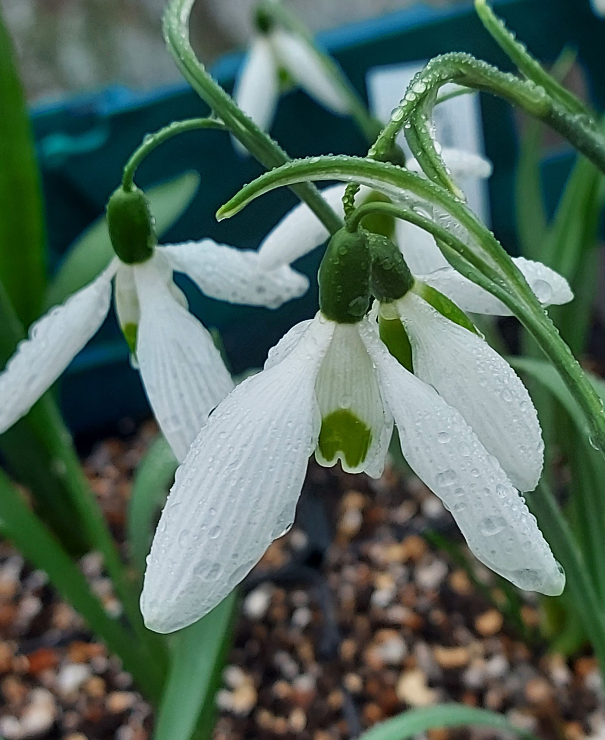 Galanthus Longdrop