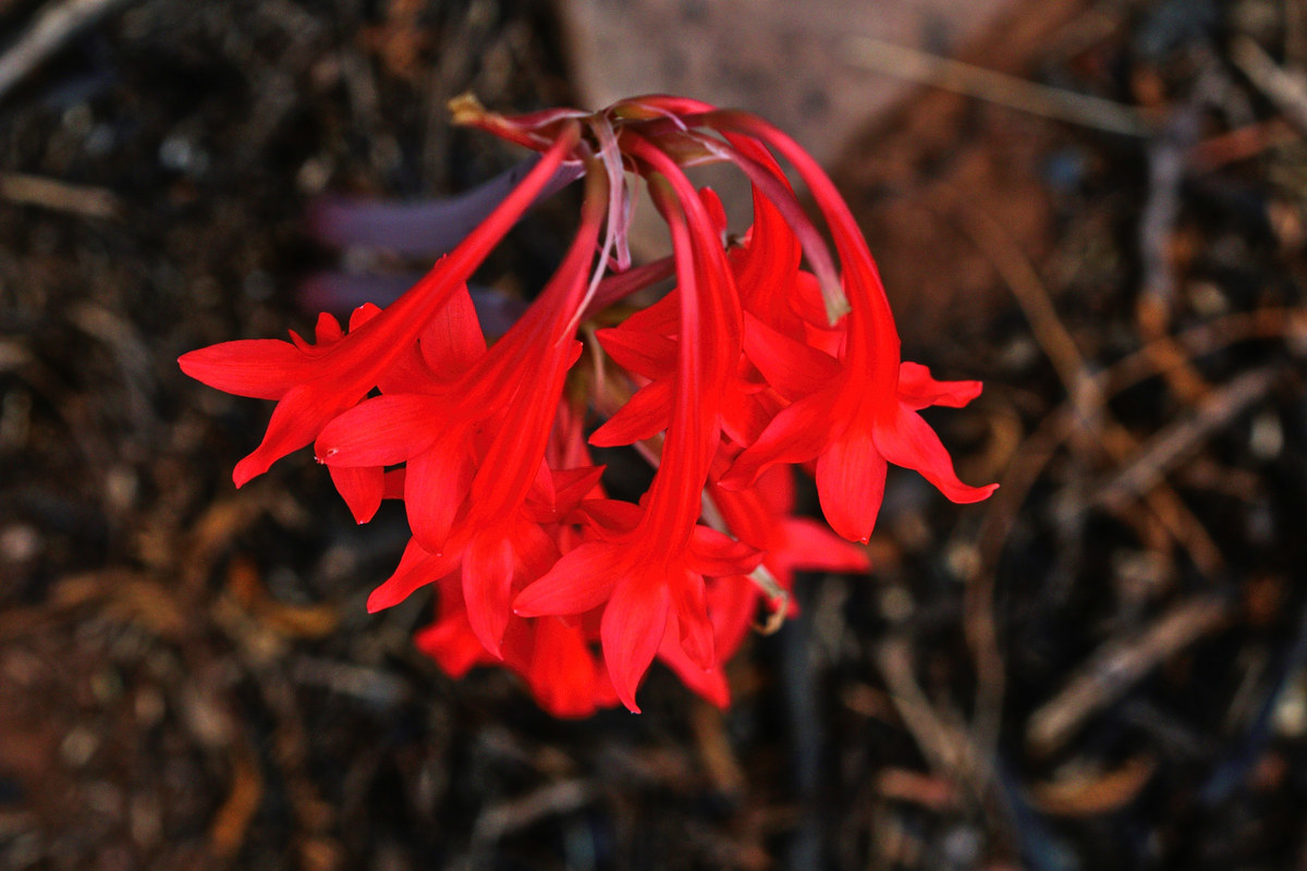 Cyrtanthus contractus