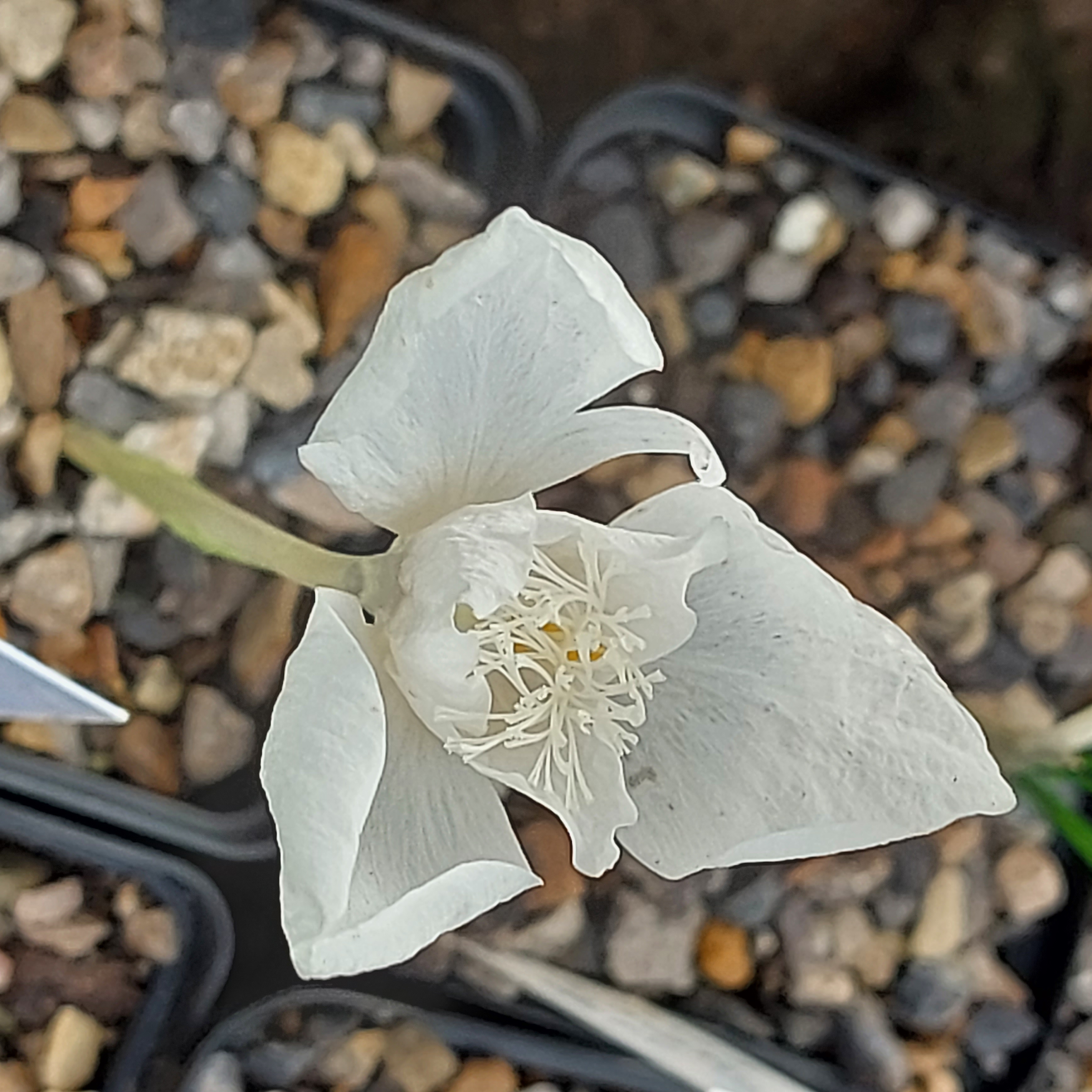 Crocus banaticus Snowstorm