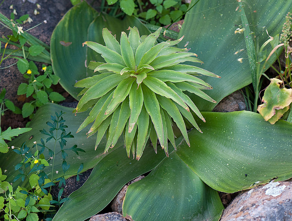 Eucomis regia