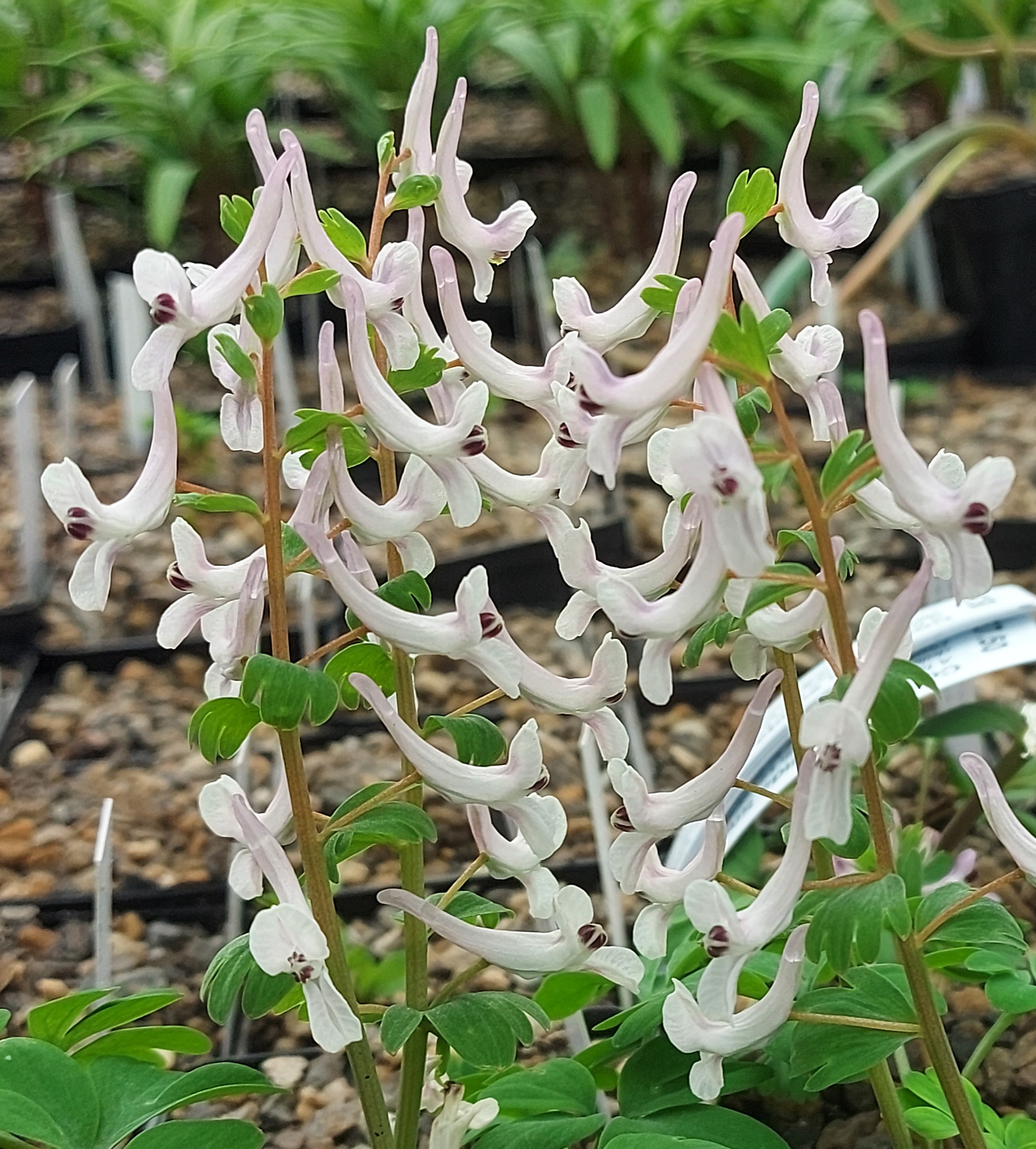 Corydalis tauricola