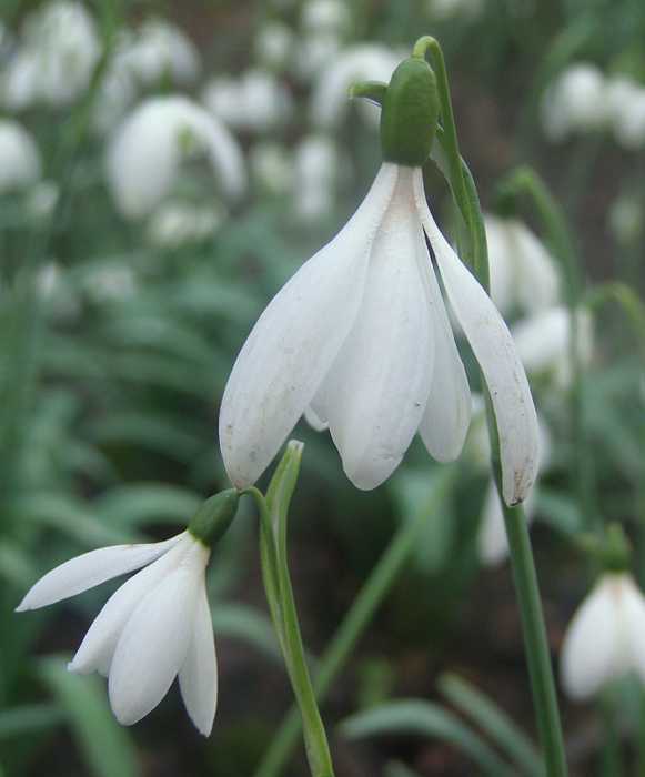 Galanthus David Quinton