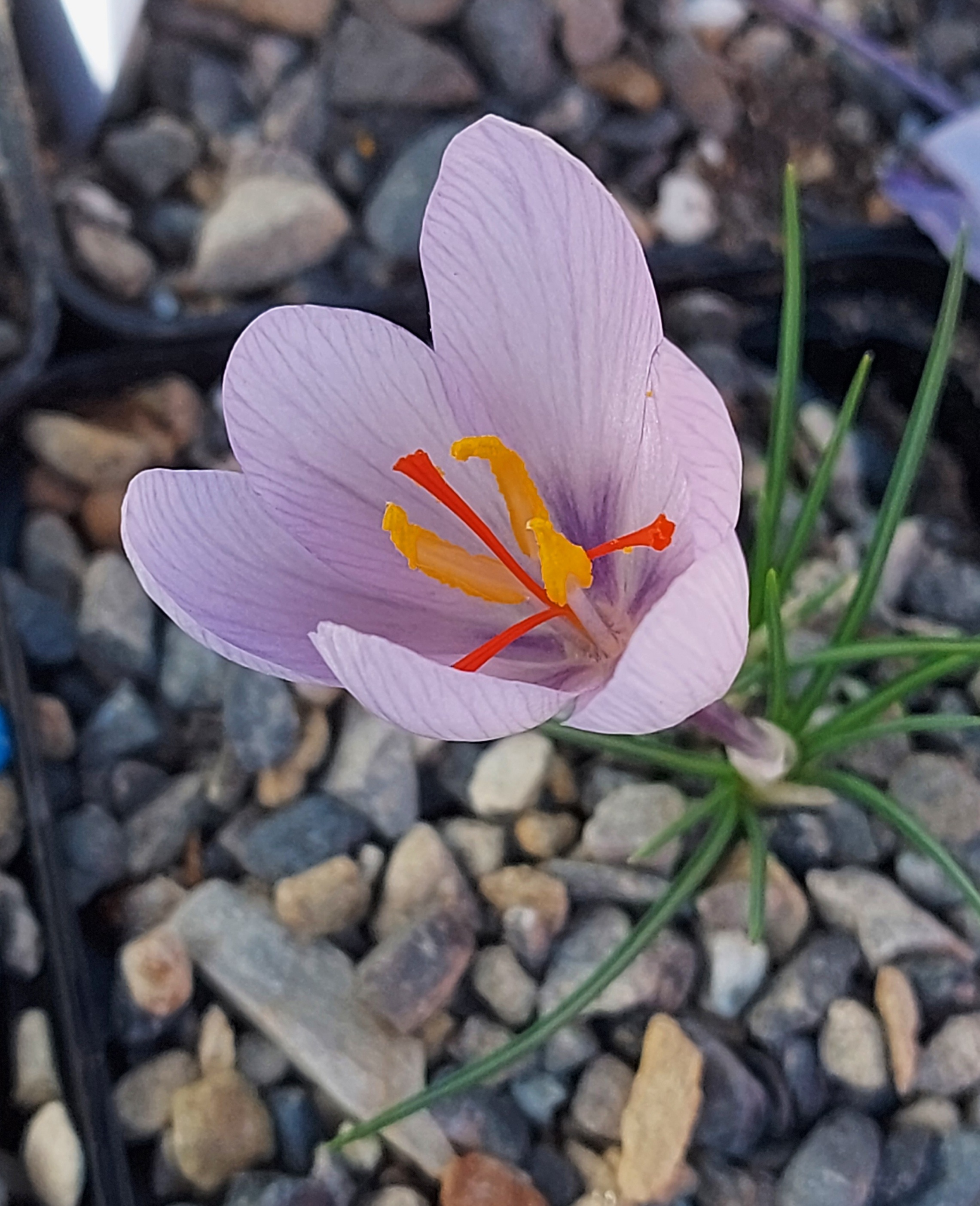 Crocus hadriaticus Gaelle