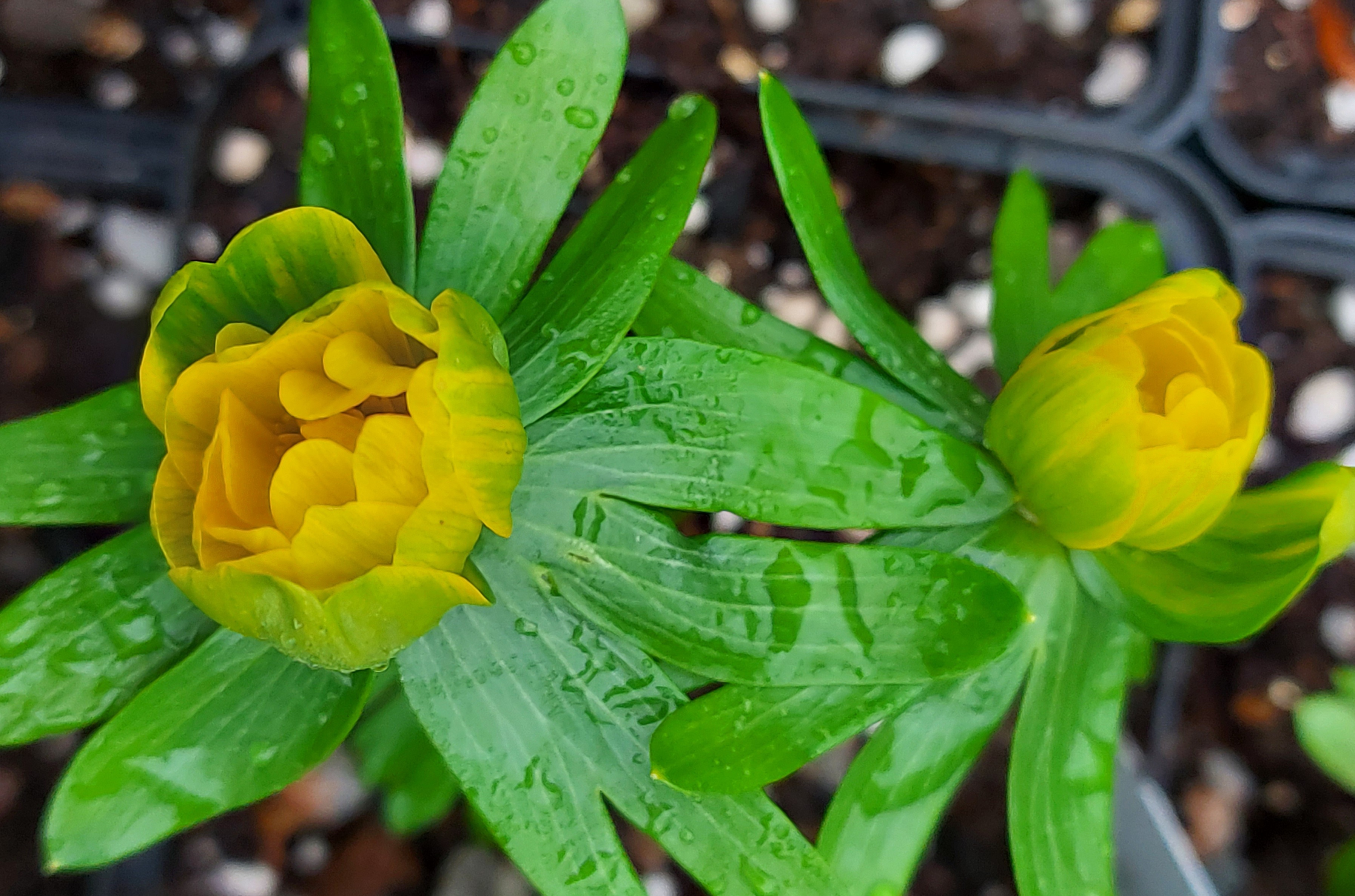 Eranthis Copenhagen
