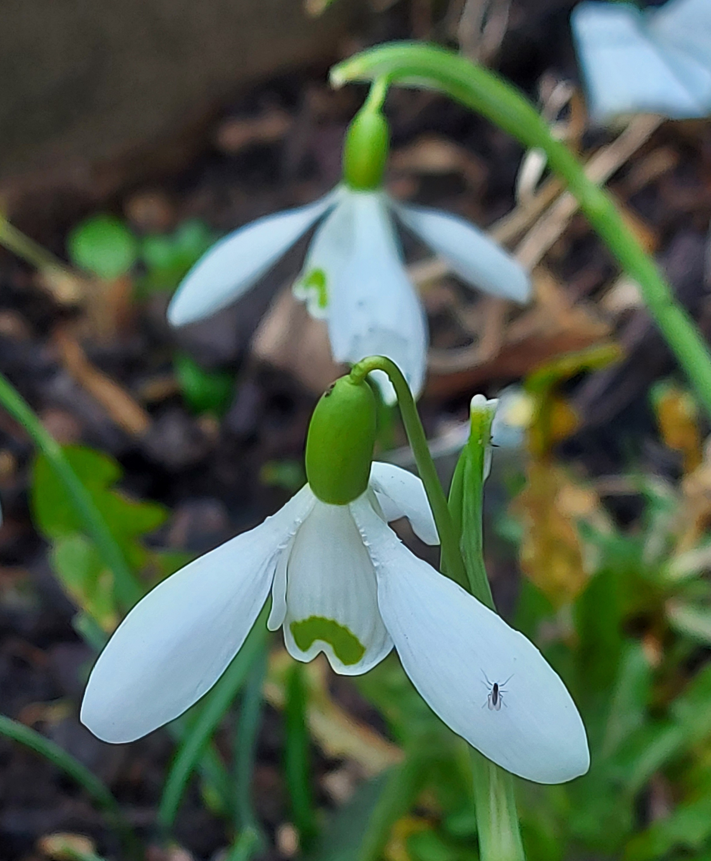 Galanthus Kinnaird