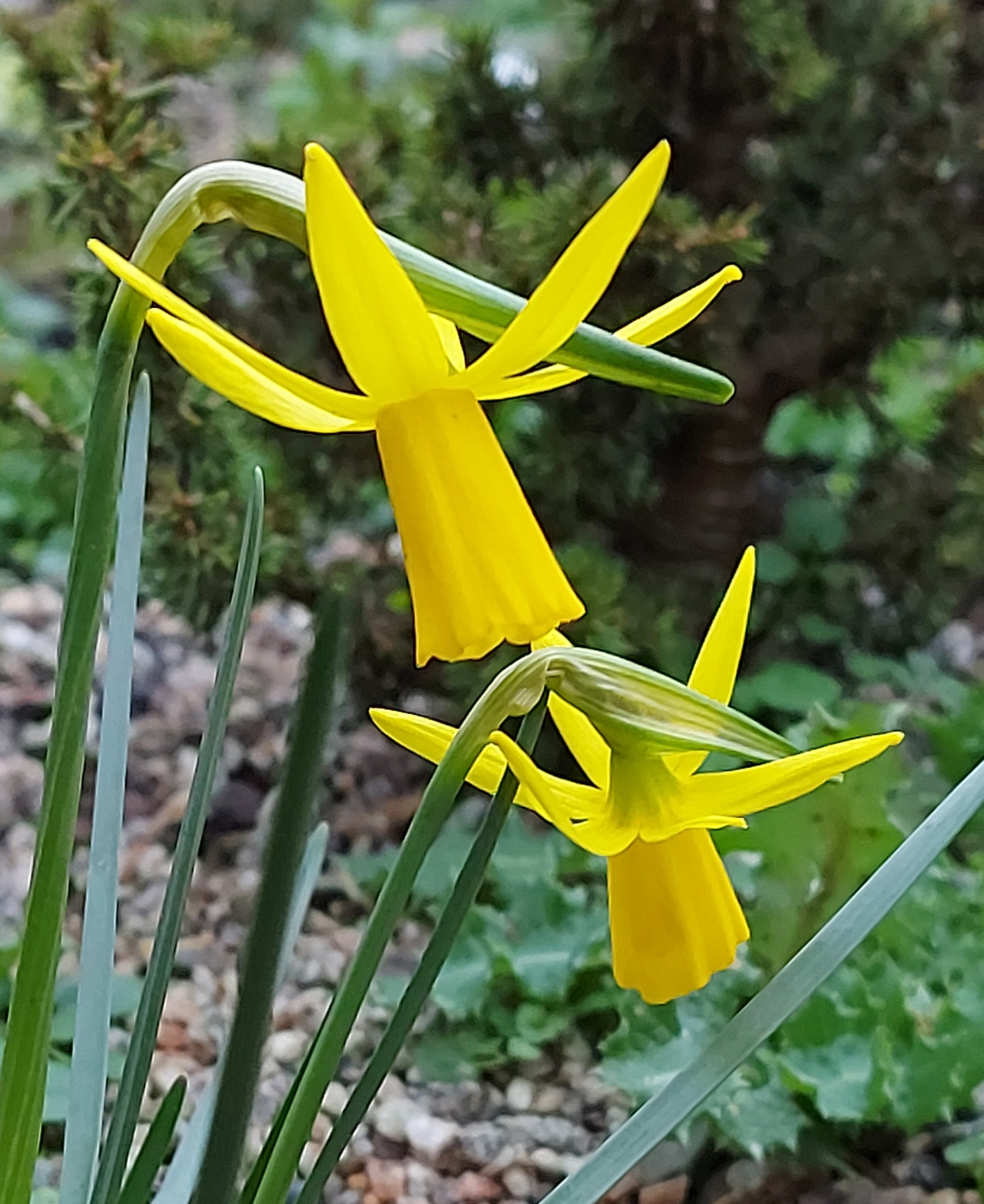 Narcissus Coo