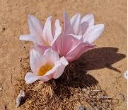 Gethyllis grandiflora