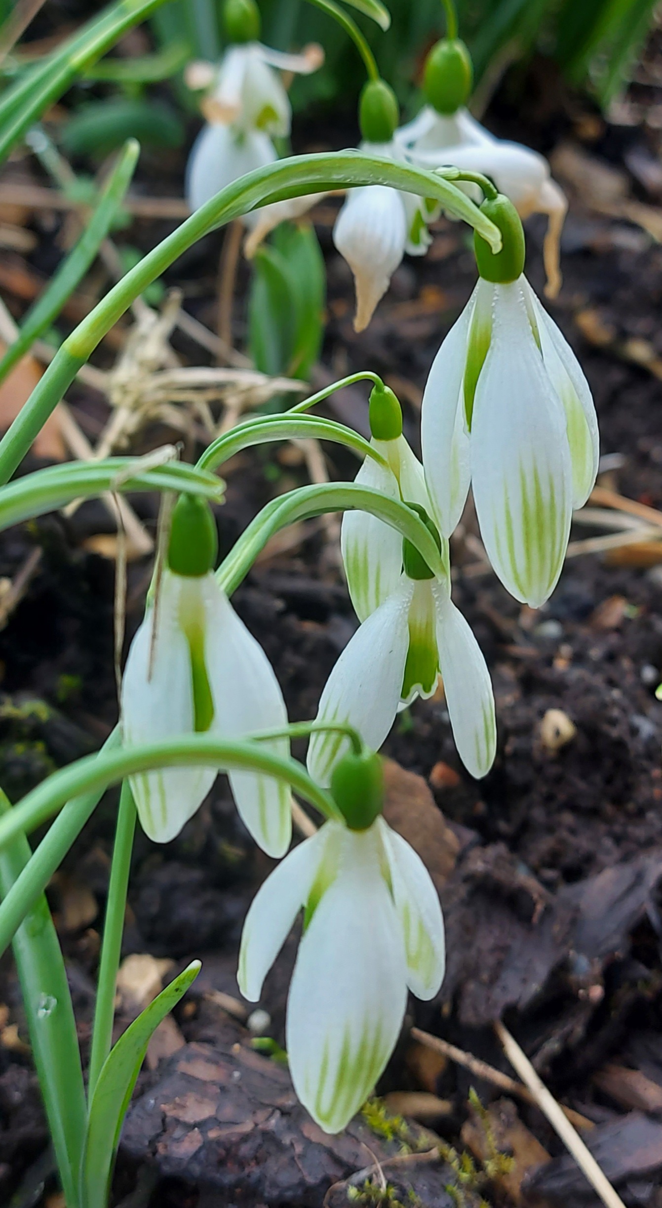 Galanthus Art Nouveau