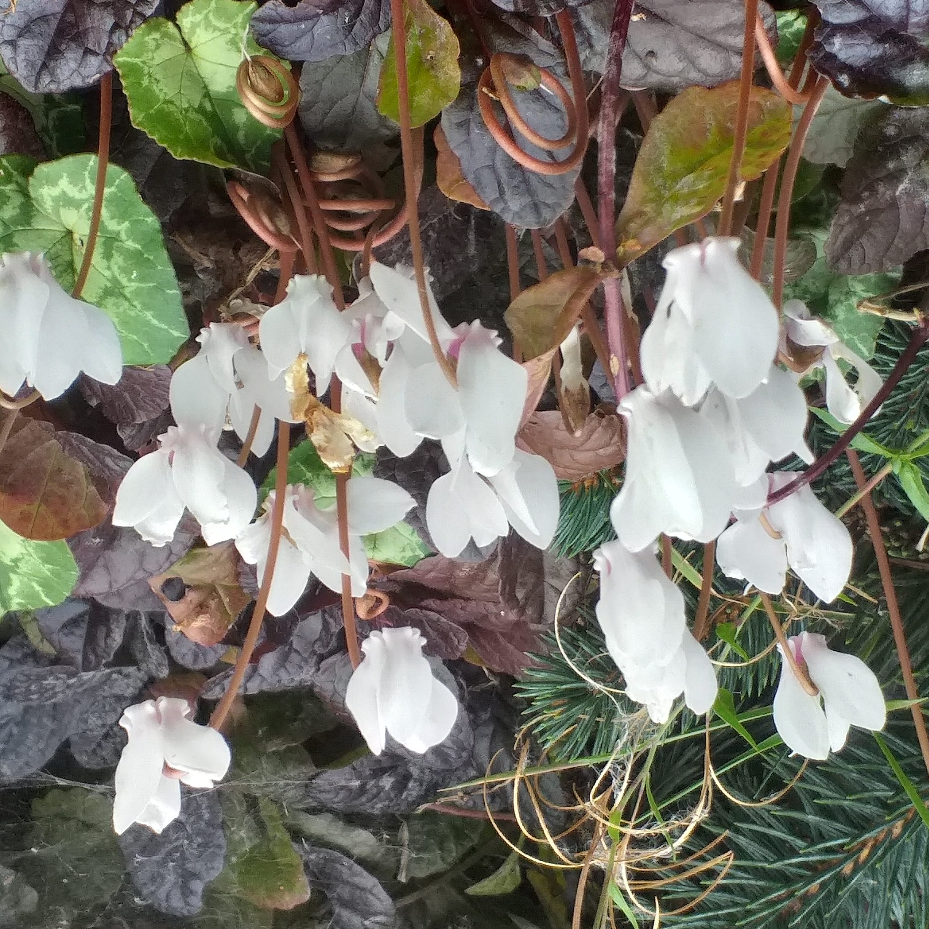 Cyclamen hederifolium White Form