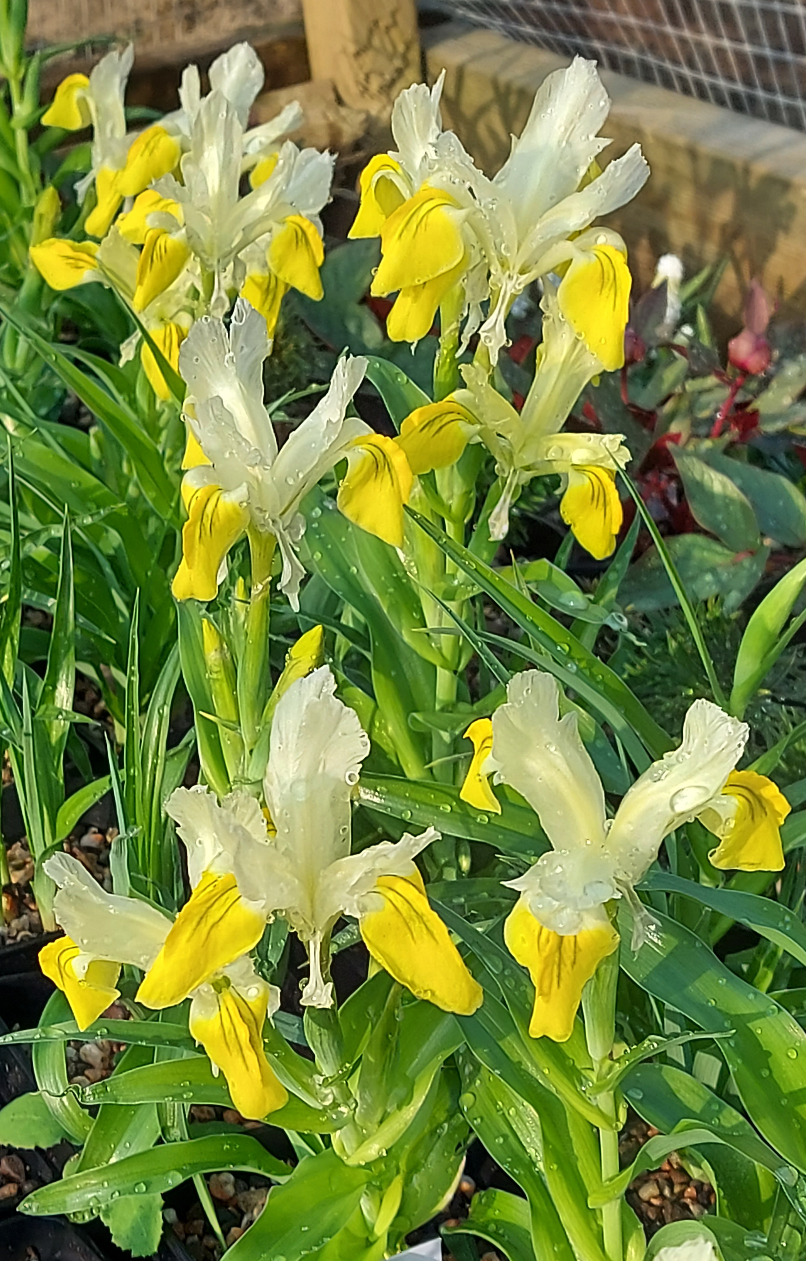Iris bucharica