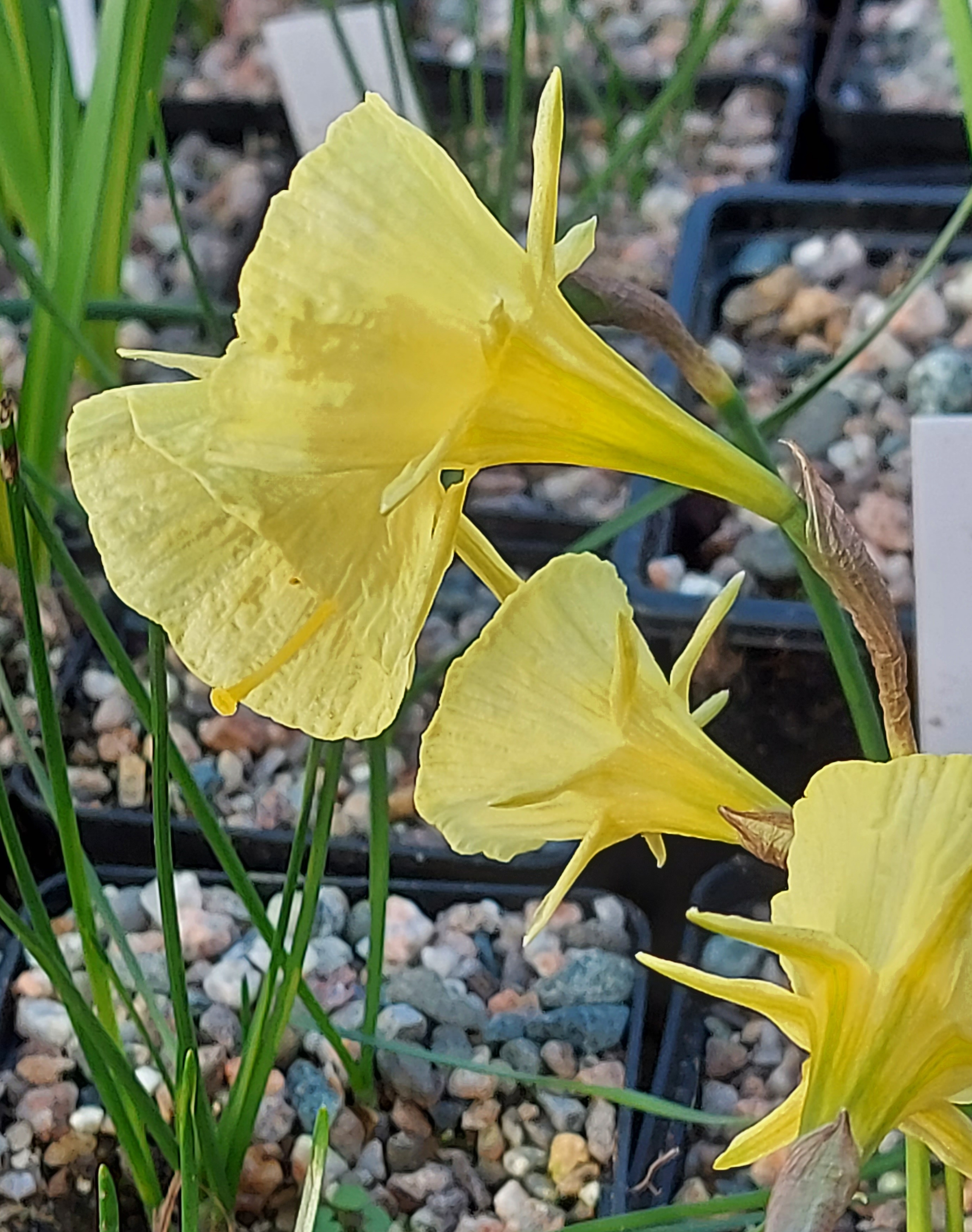 Narcissus bulbocodium Early Bird