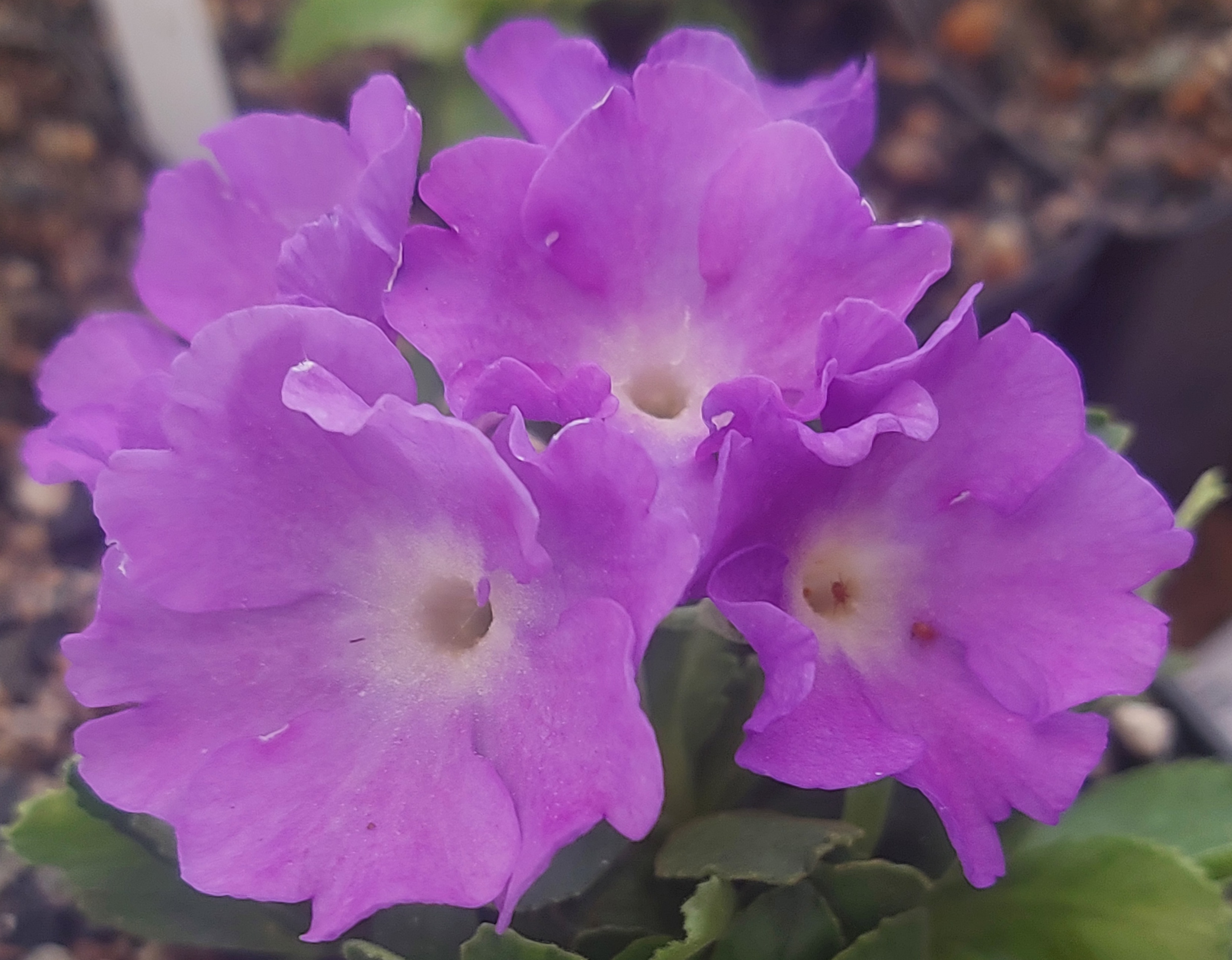 Primula Clarence Elliot