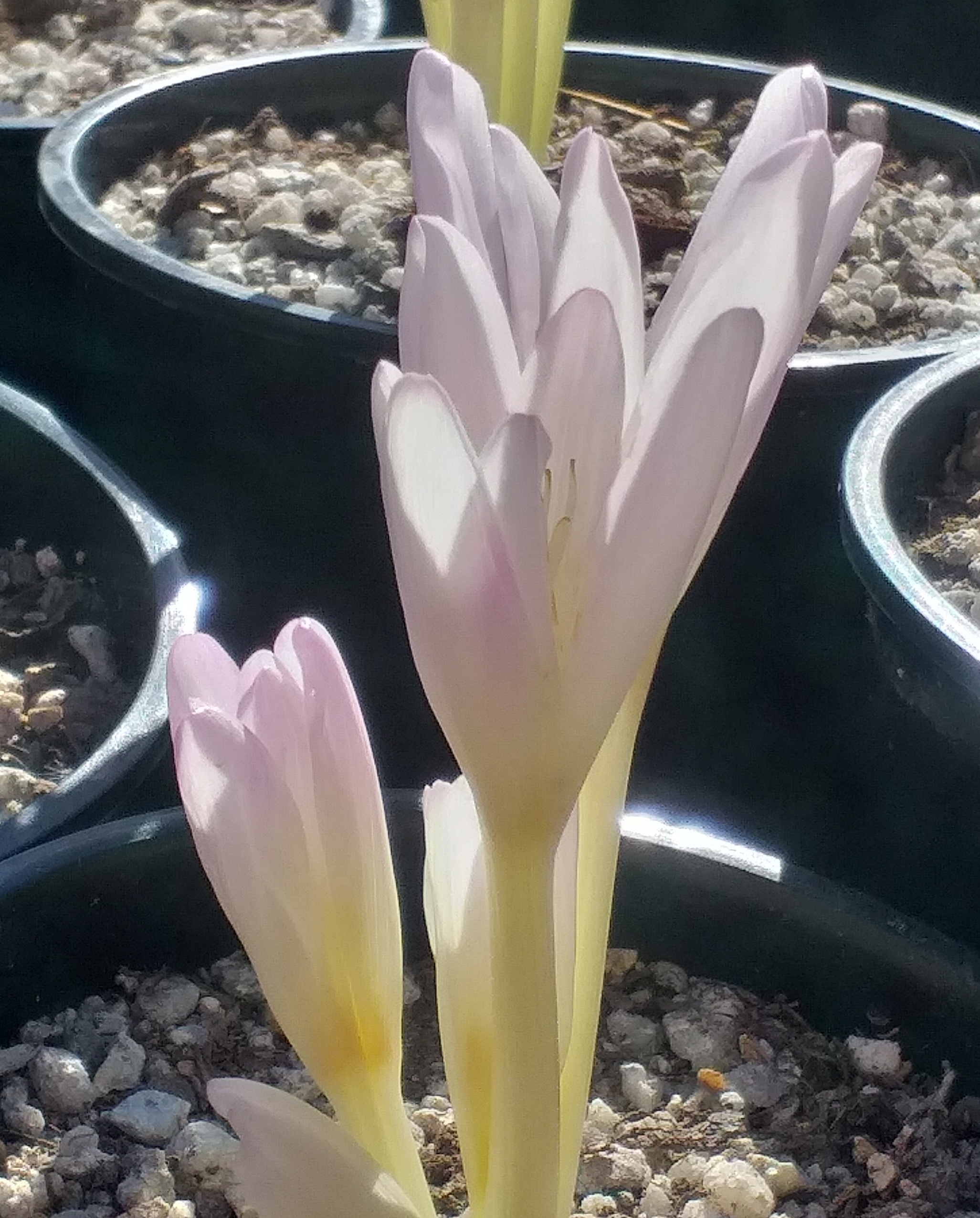 Colchicum Spartacus