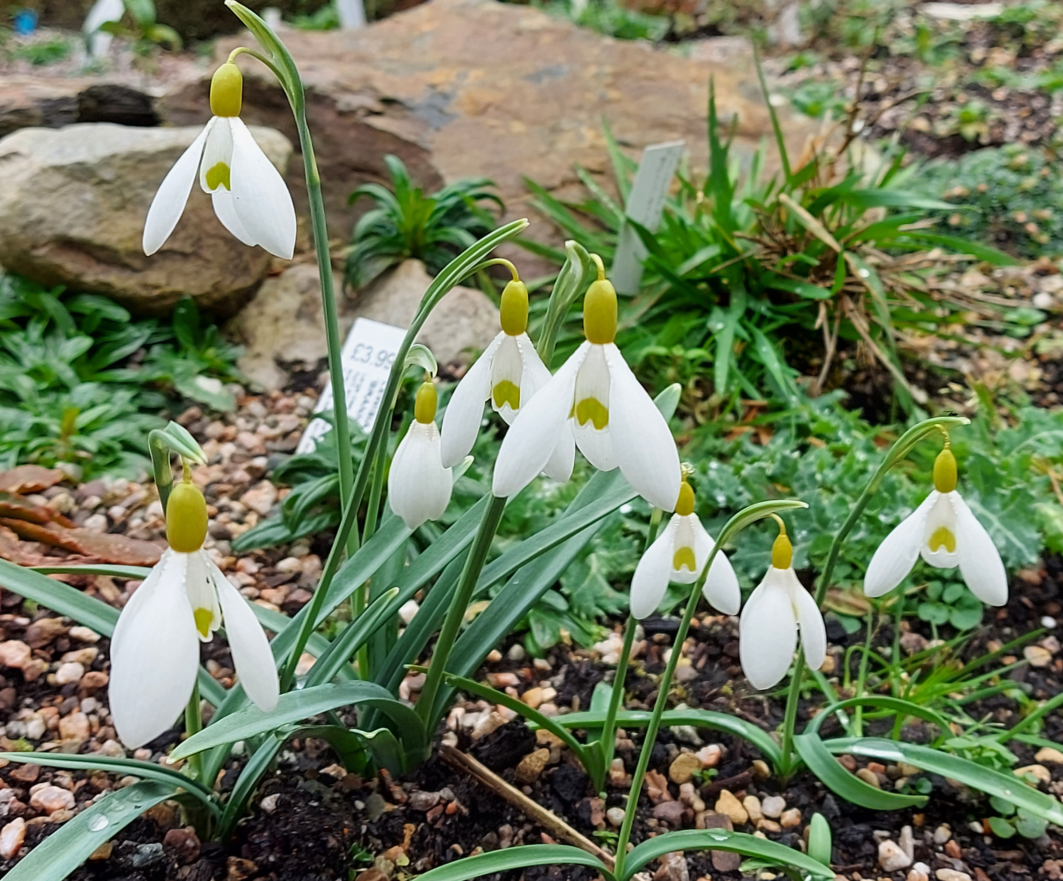 Galanthus Dryad Gold Star