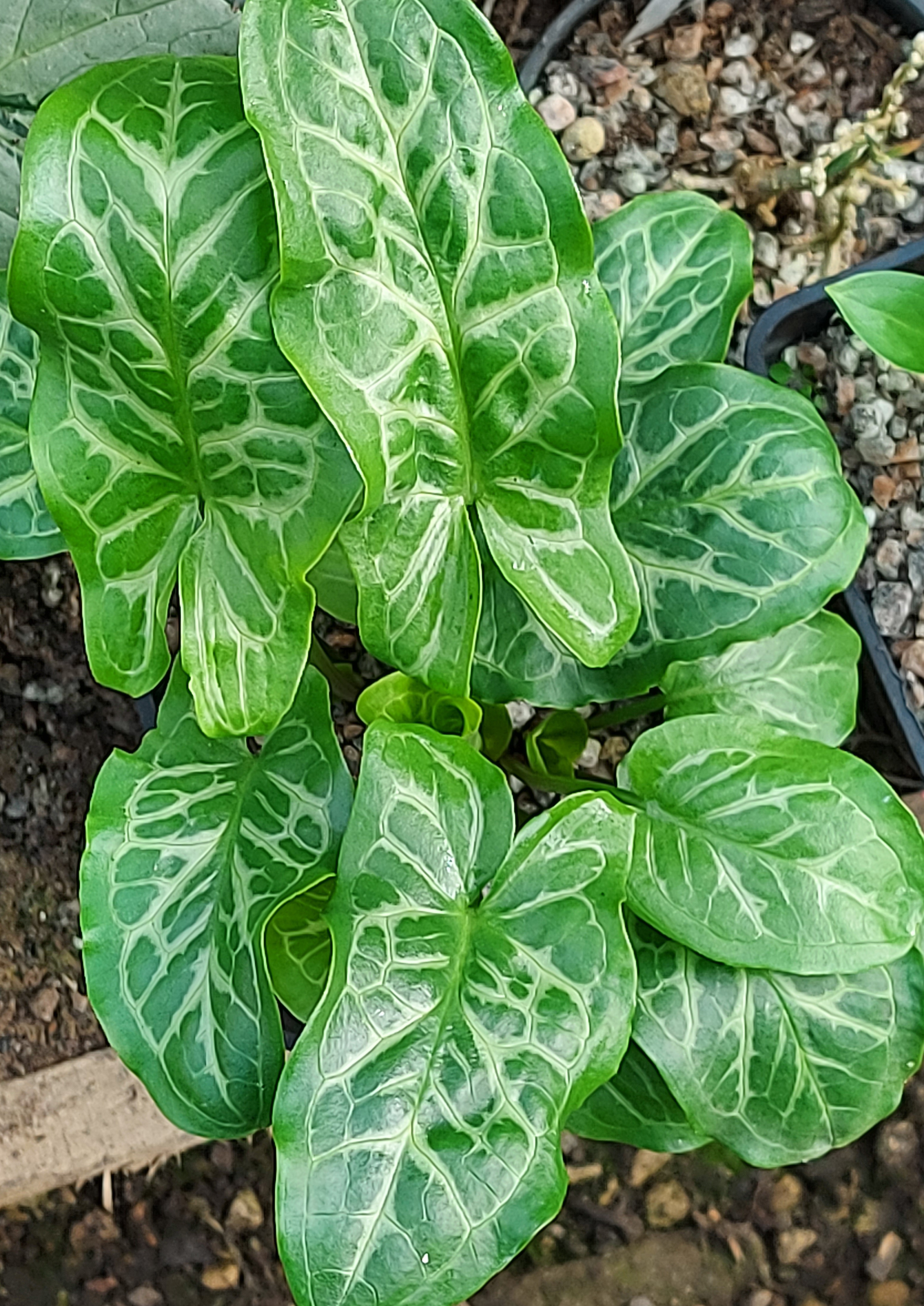Arum italicum Ann Macnab