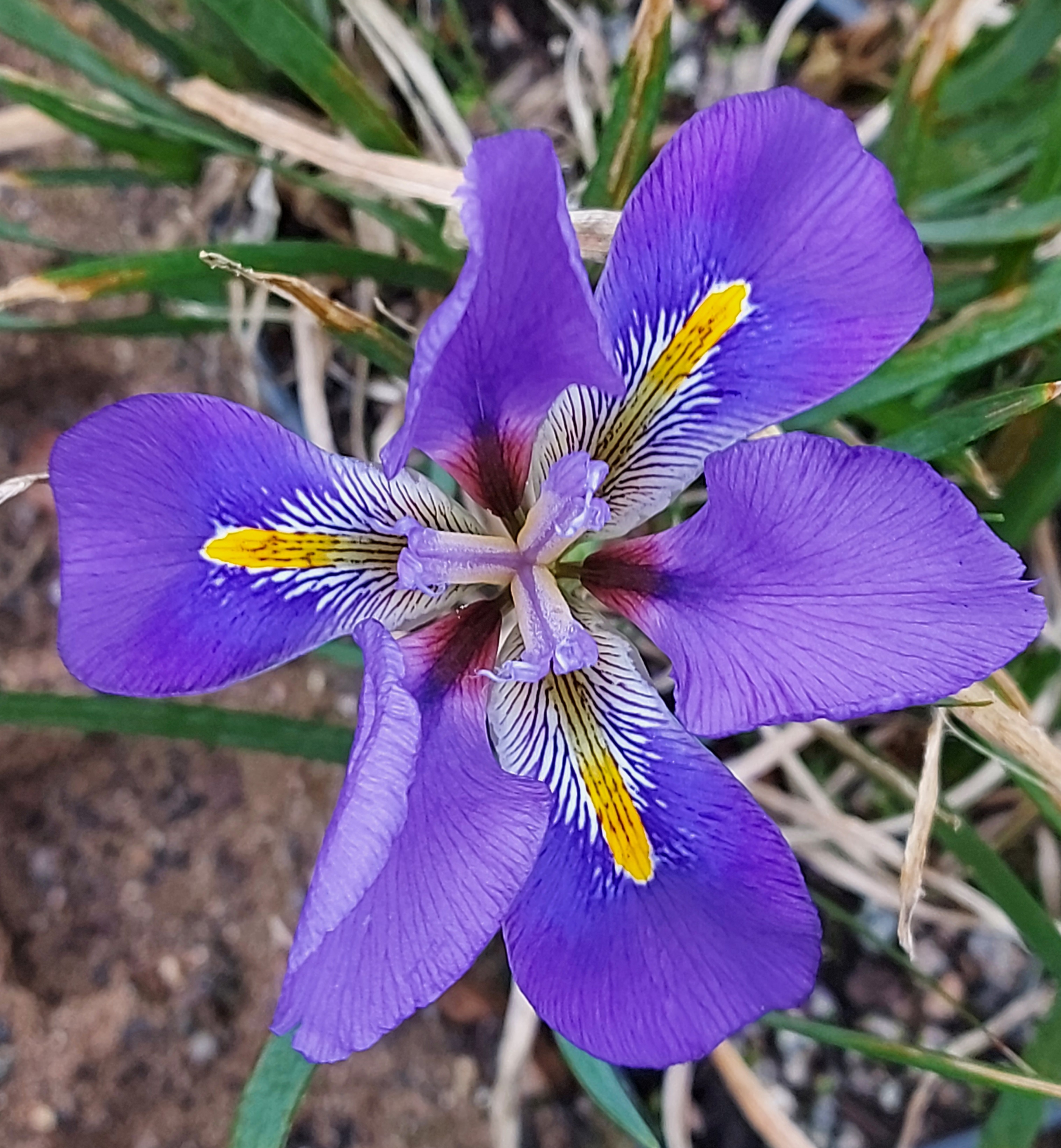Iris ungulicularis Mary Barnard