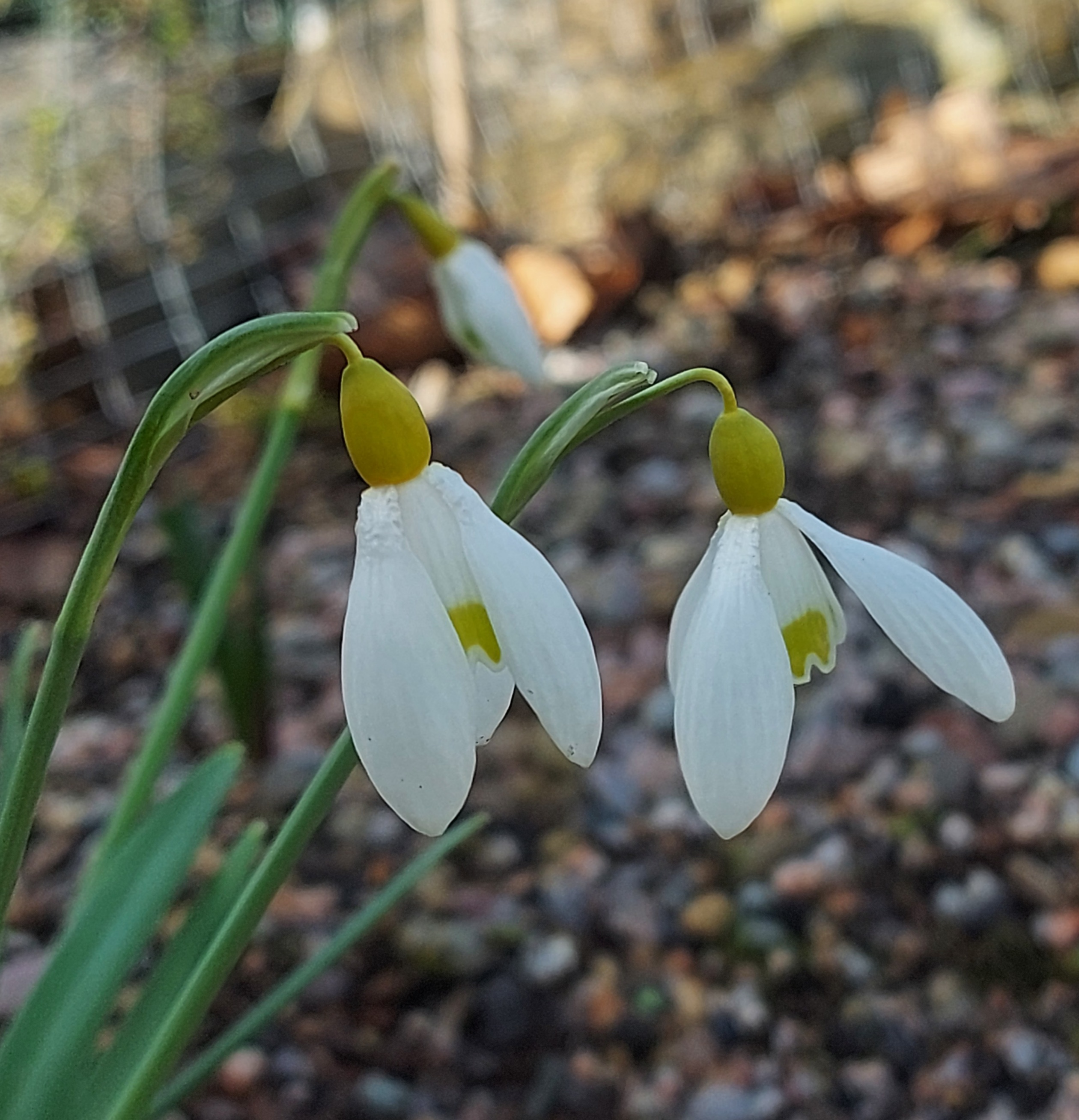Galanthus Belvedere Gold