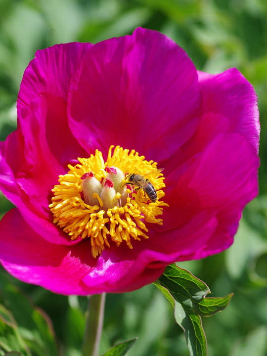 Paeonia mascula