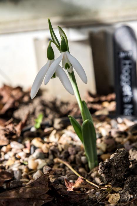 Galanthus Hoggets Narrow