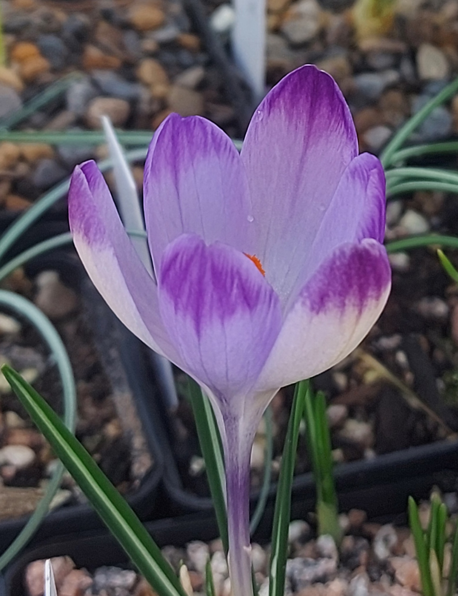 Crocus Shockwave